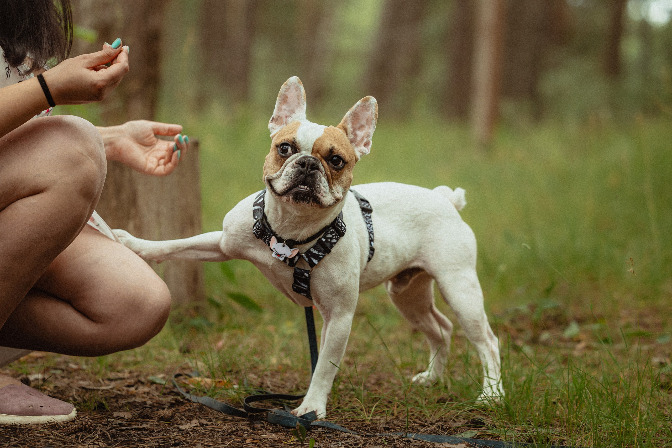 Выездной дог-тренинг от школы «Шерсть имею»