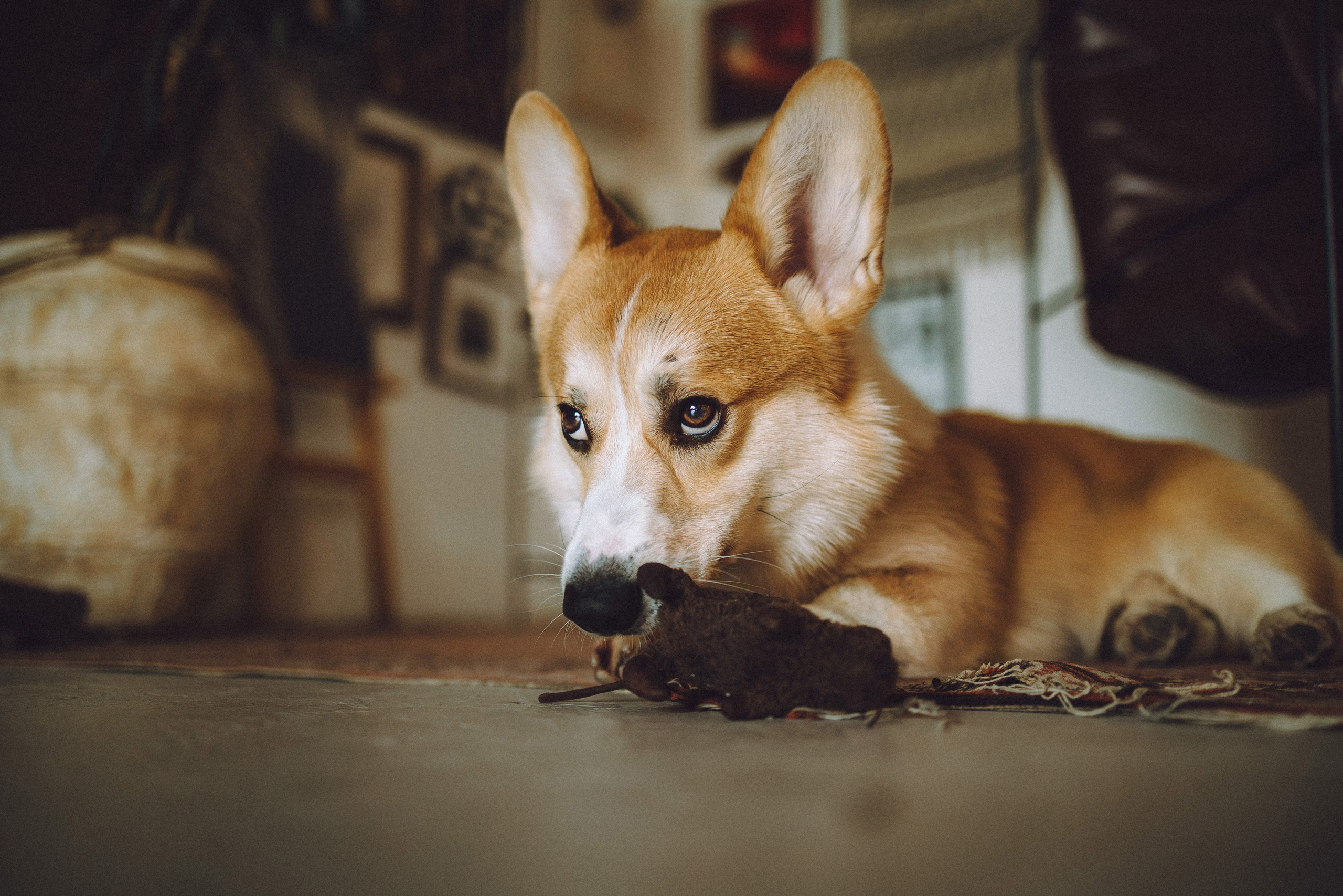 Наталья, Евгений и Мерлин