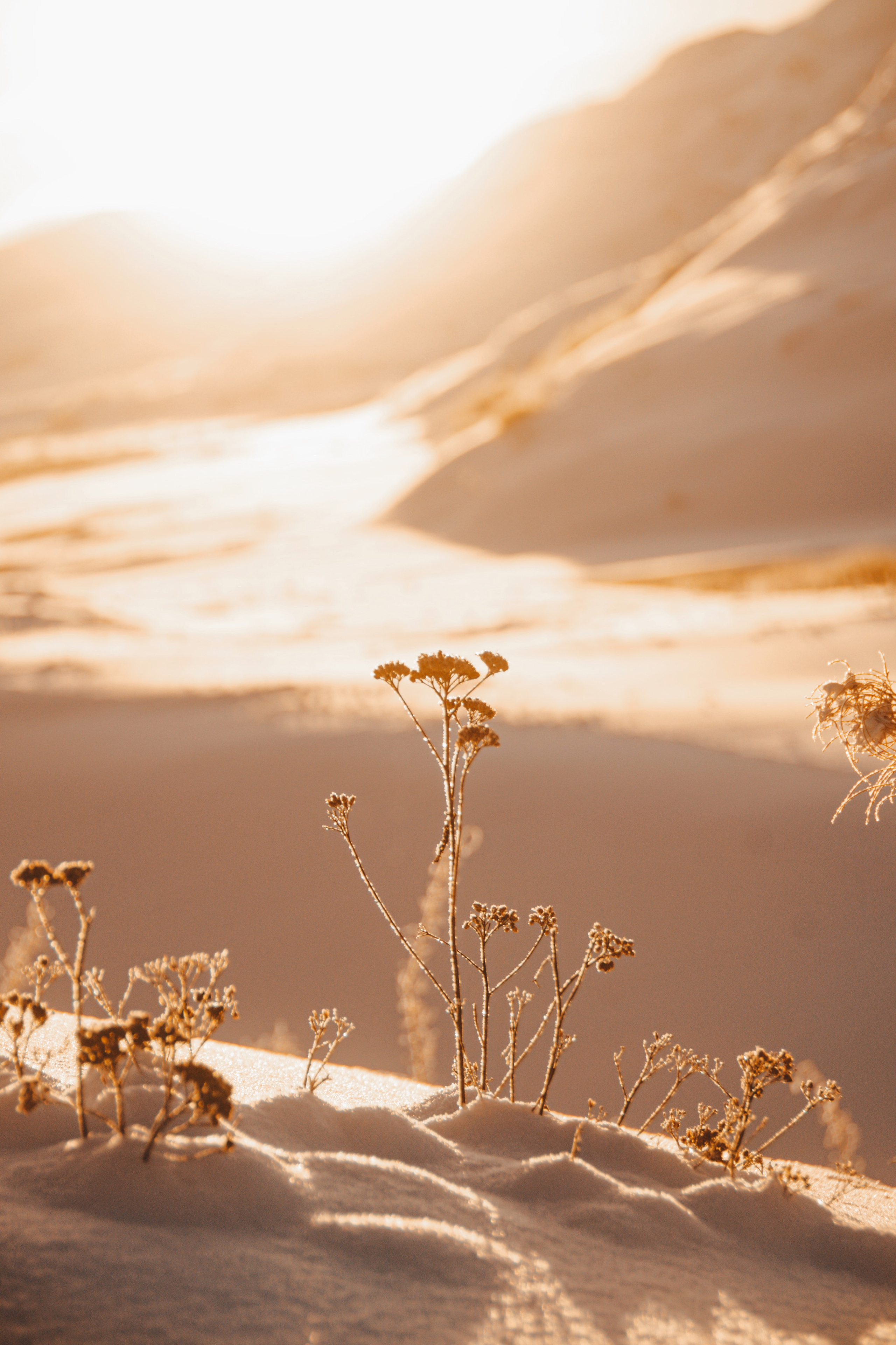 Один день в тундре. Abakumova Viktoria