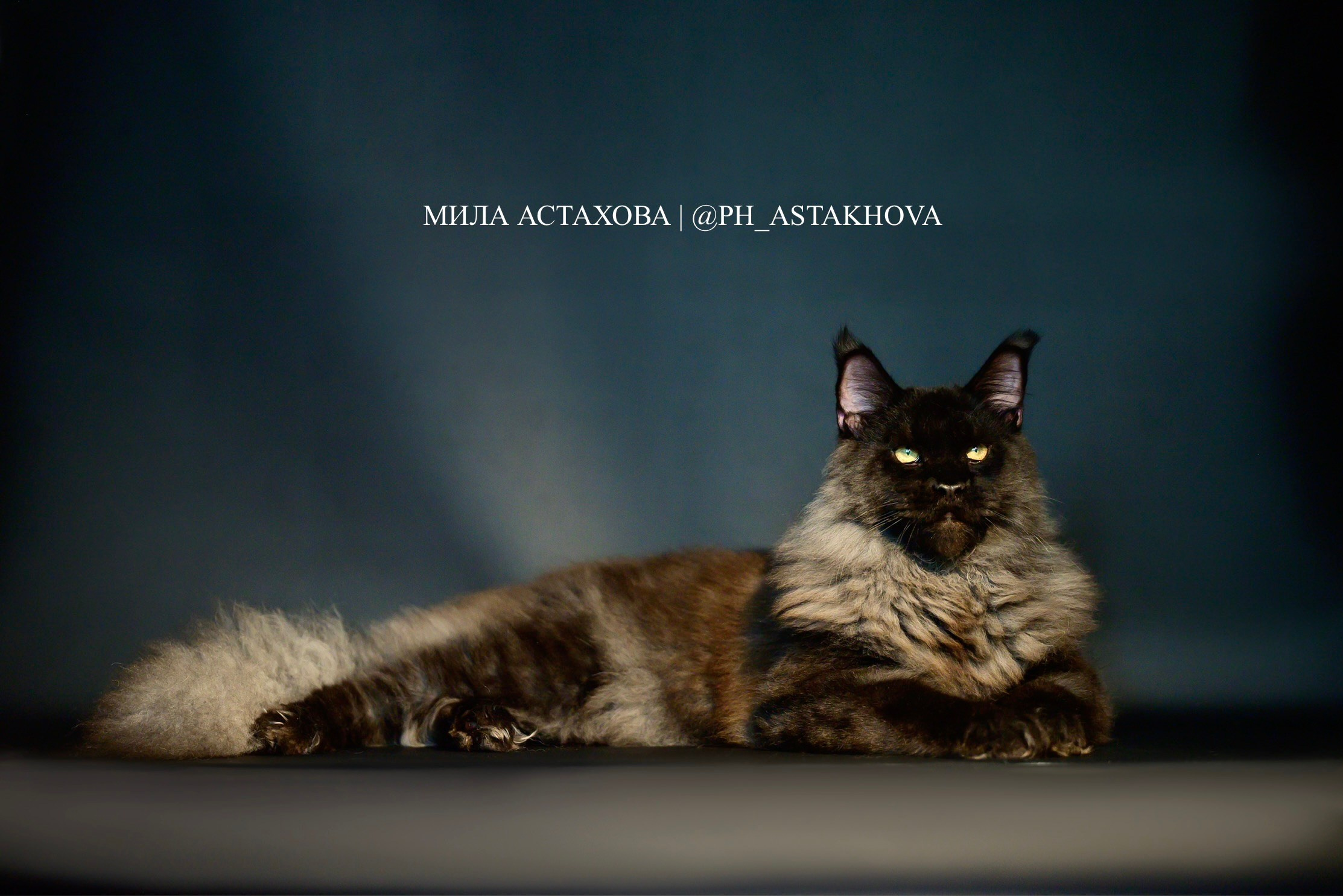 Ирвин, Макс и Марина. Мила Астахова. Фотограф | видеограф анималист. Саратов и Энгельс
