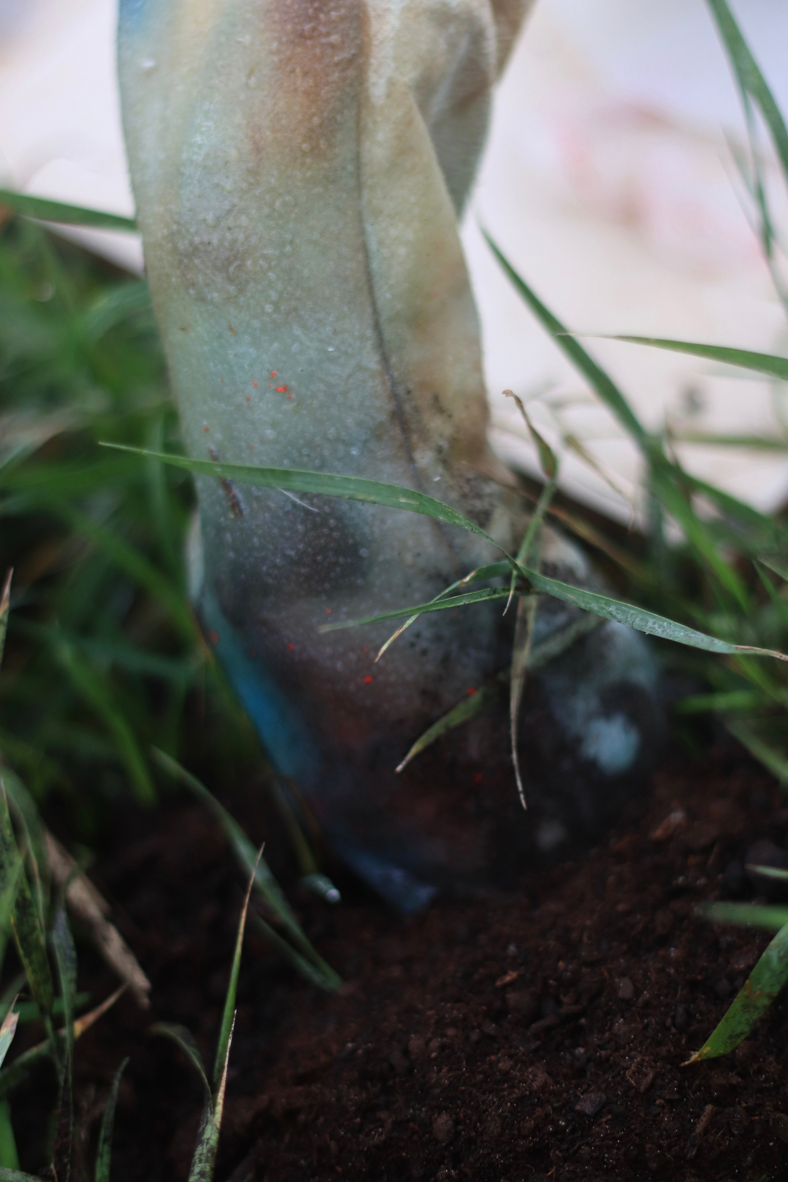 Эволюция непрерывно идет под знаком приспособления: инсталляция. Художница Софья Григорьева