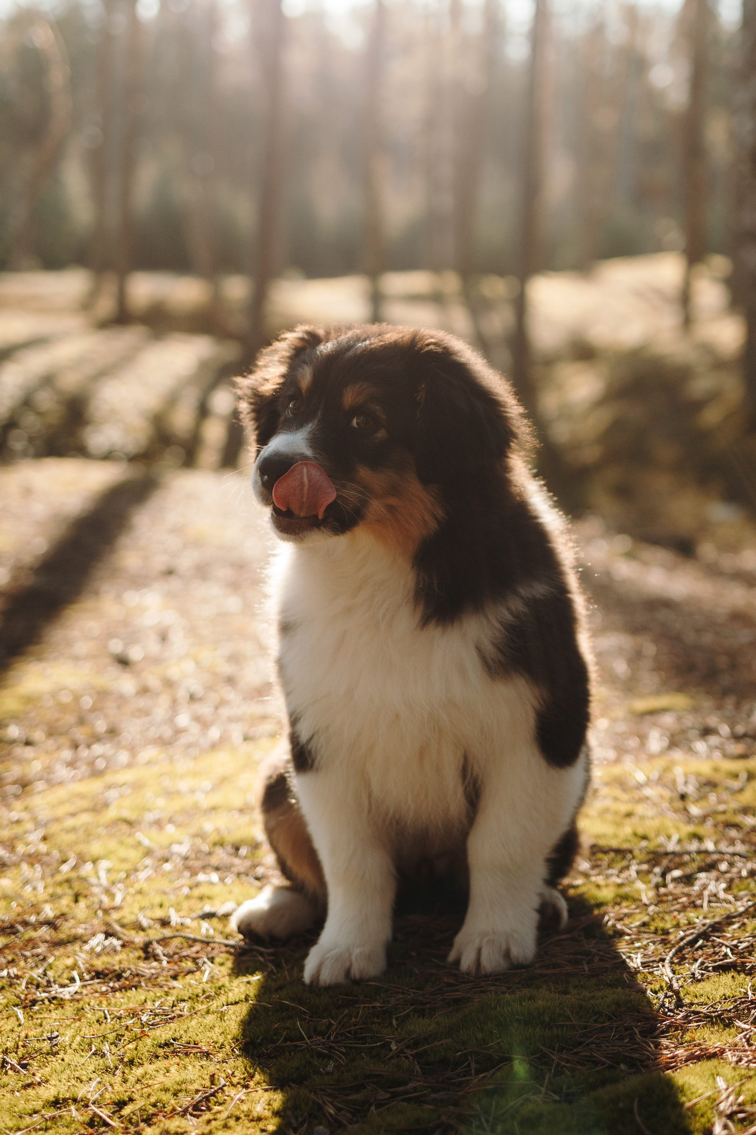 Ира и Шмель. Фотограф — Анималист | Санкт-Петербург