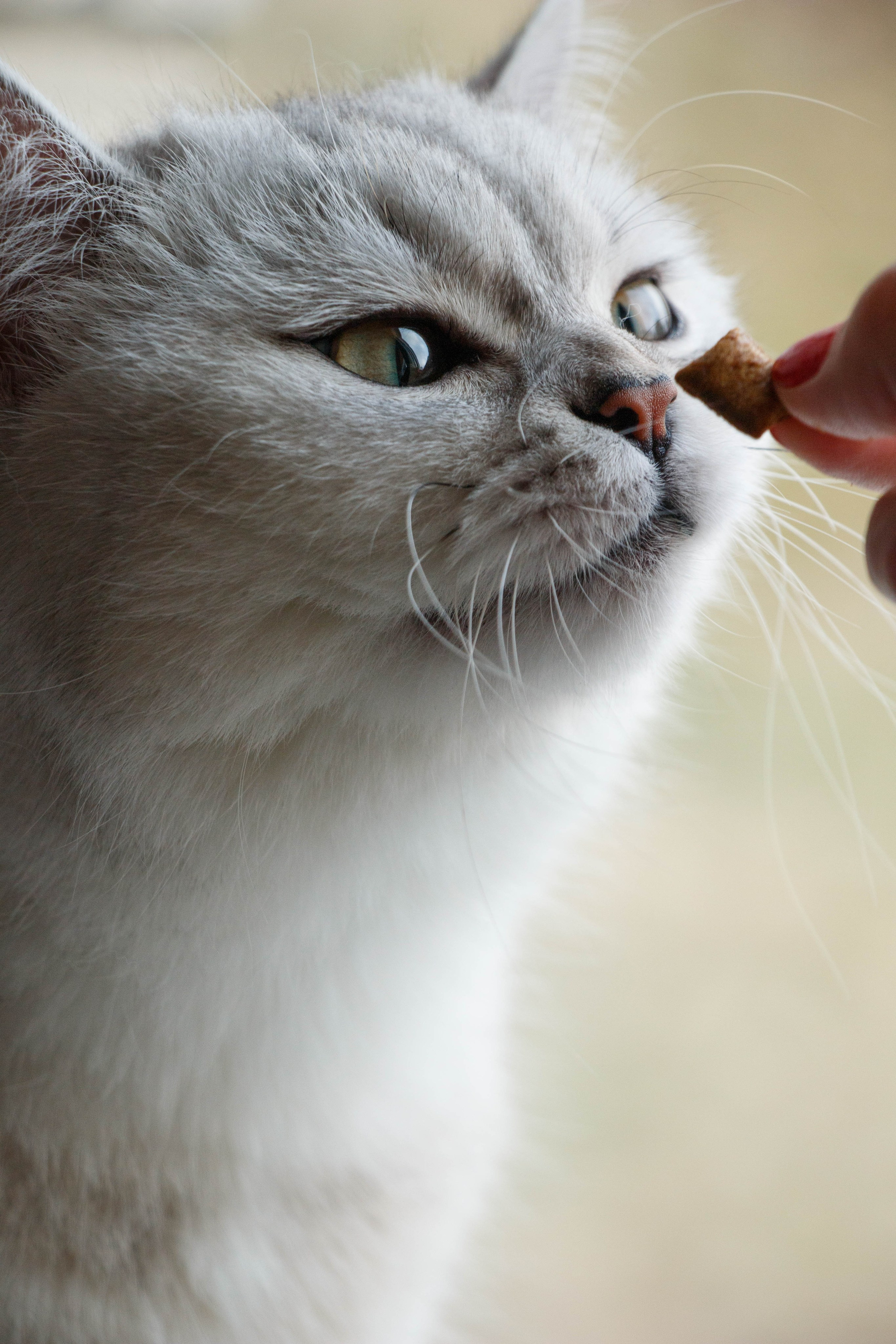 NASTYA & KITTI. Бережно сохраняю ваши чувства и истории на своих фотографиях