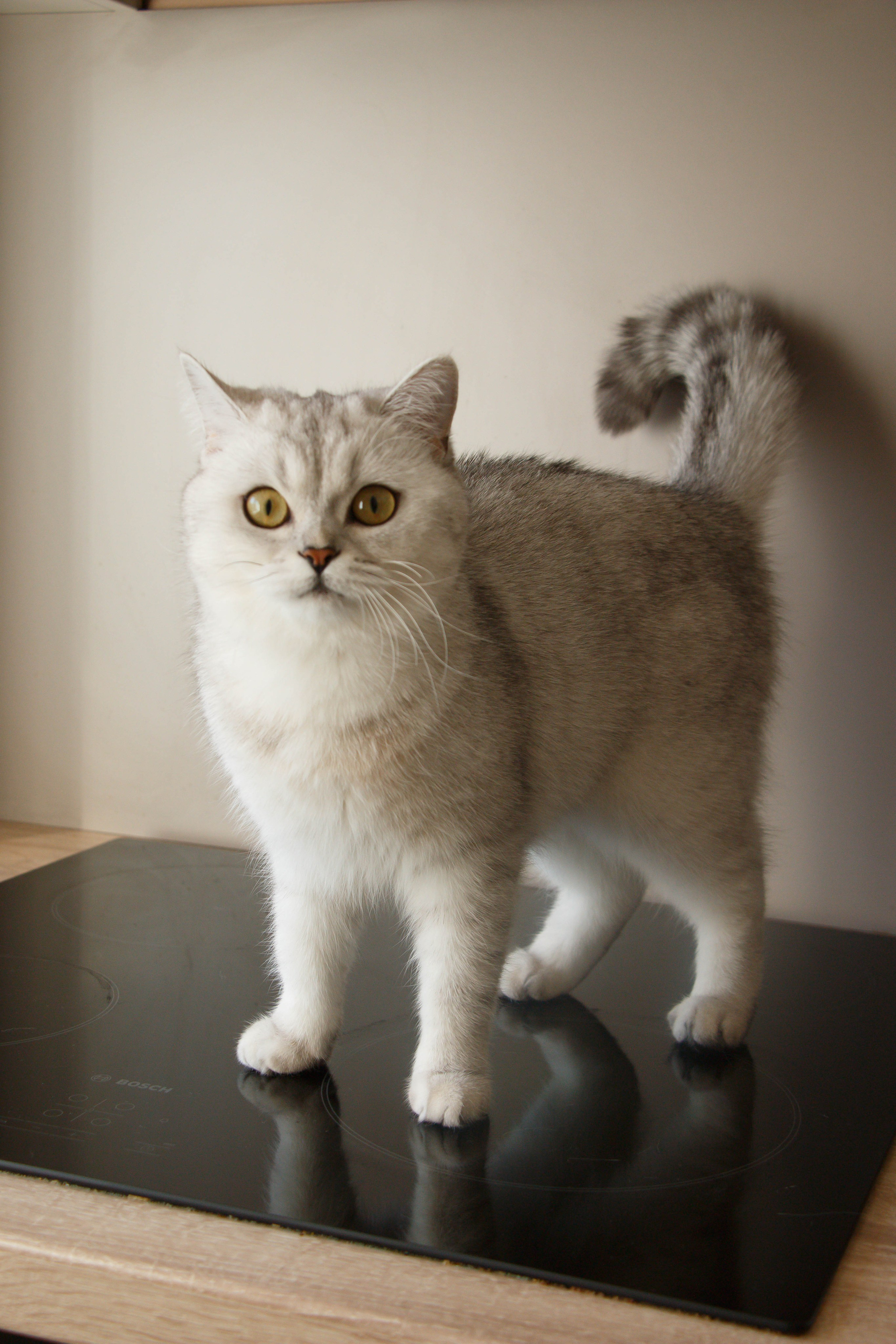 NASTYA & KITTI. Бережно сохраняю ваши чувства и истории на своих фотографиях