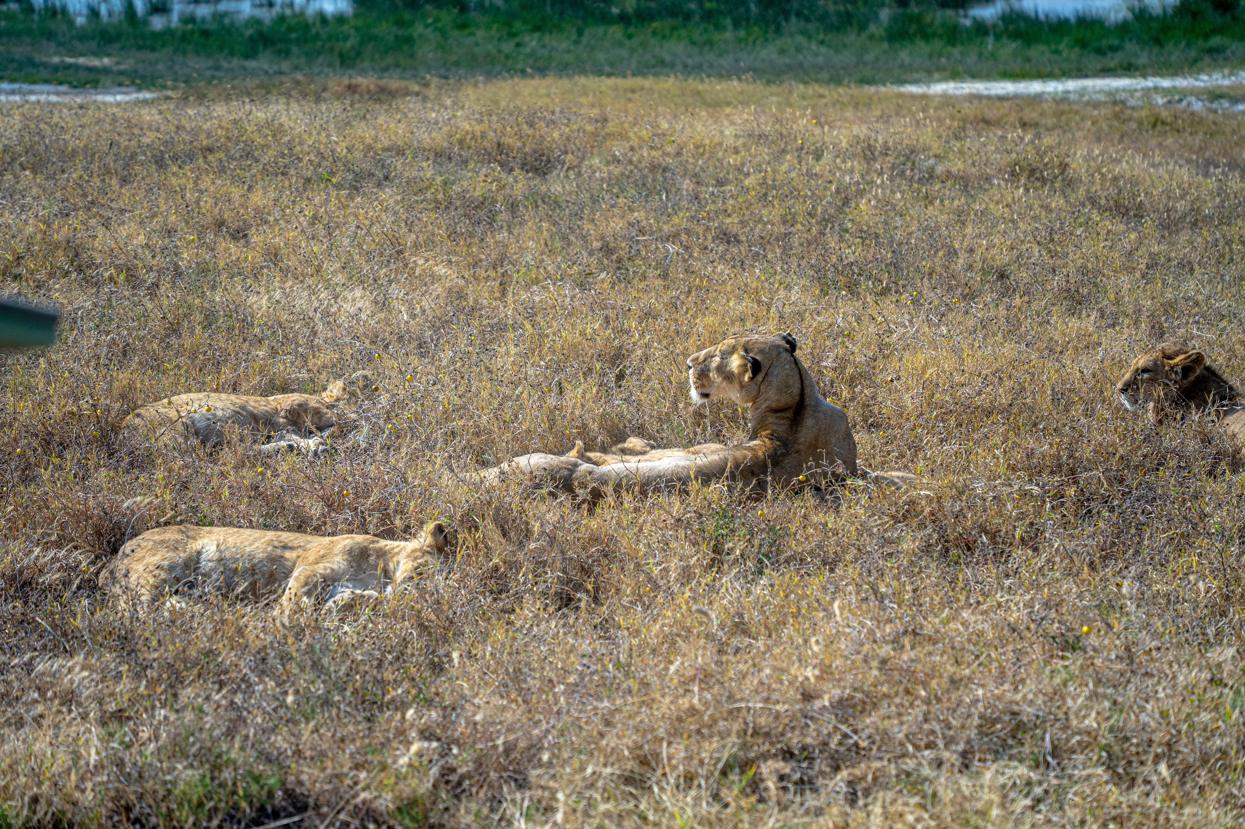 Танзания, сафари, 2025. Творческие сьемки