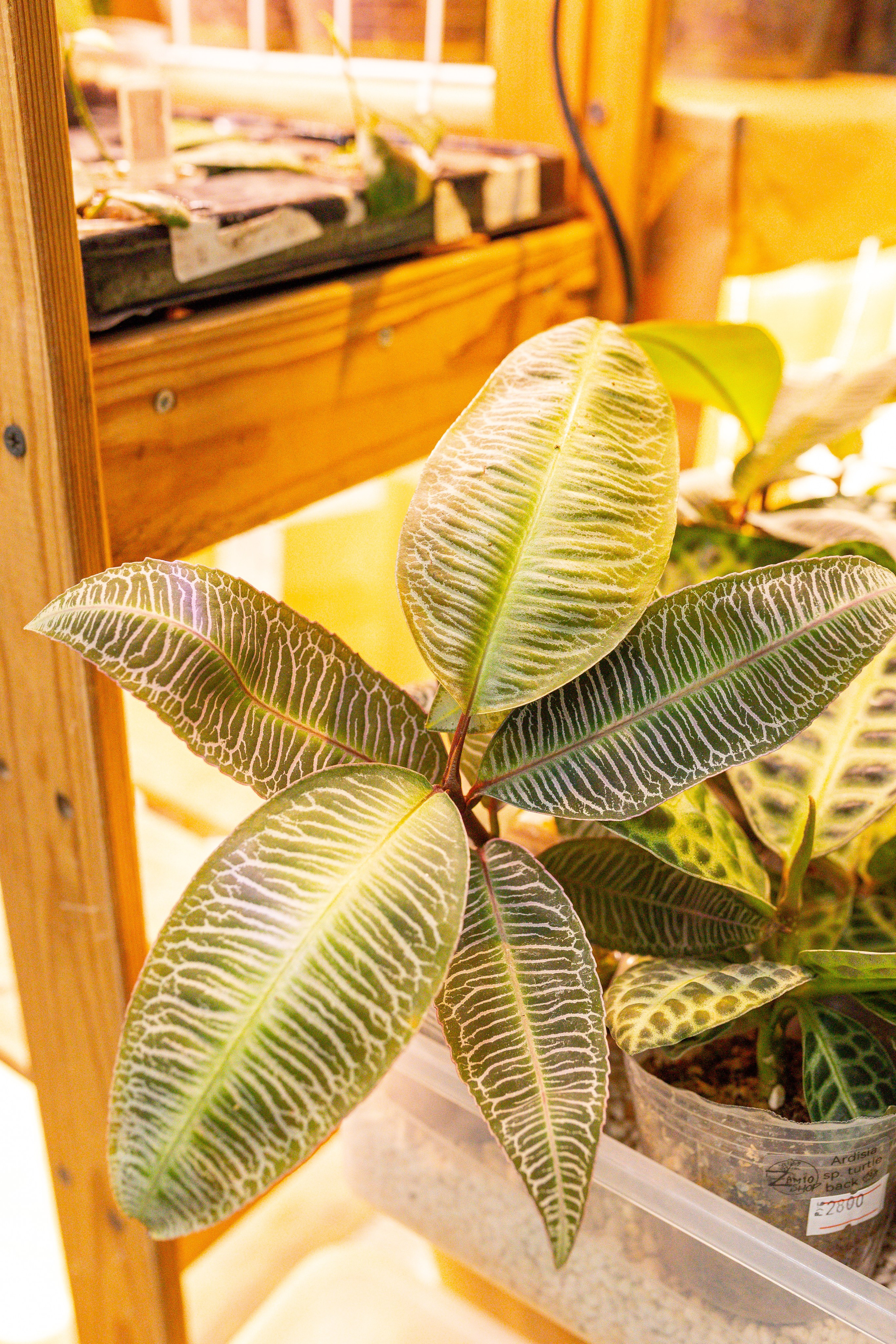 Орхидиум сентябрь 2025. Александра Куликова фотограф, Москва