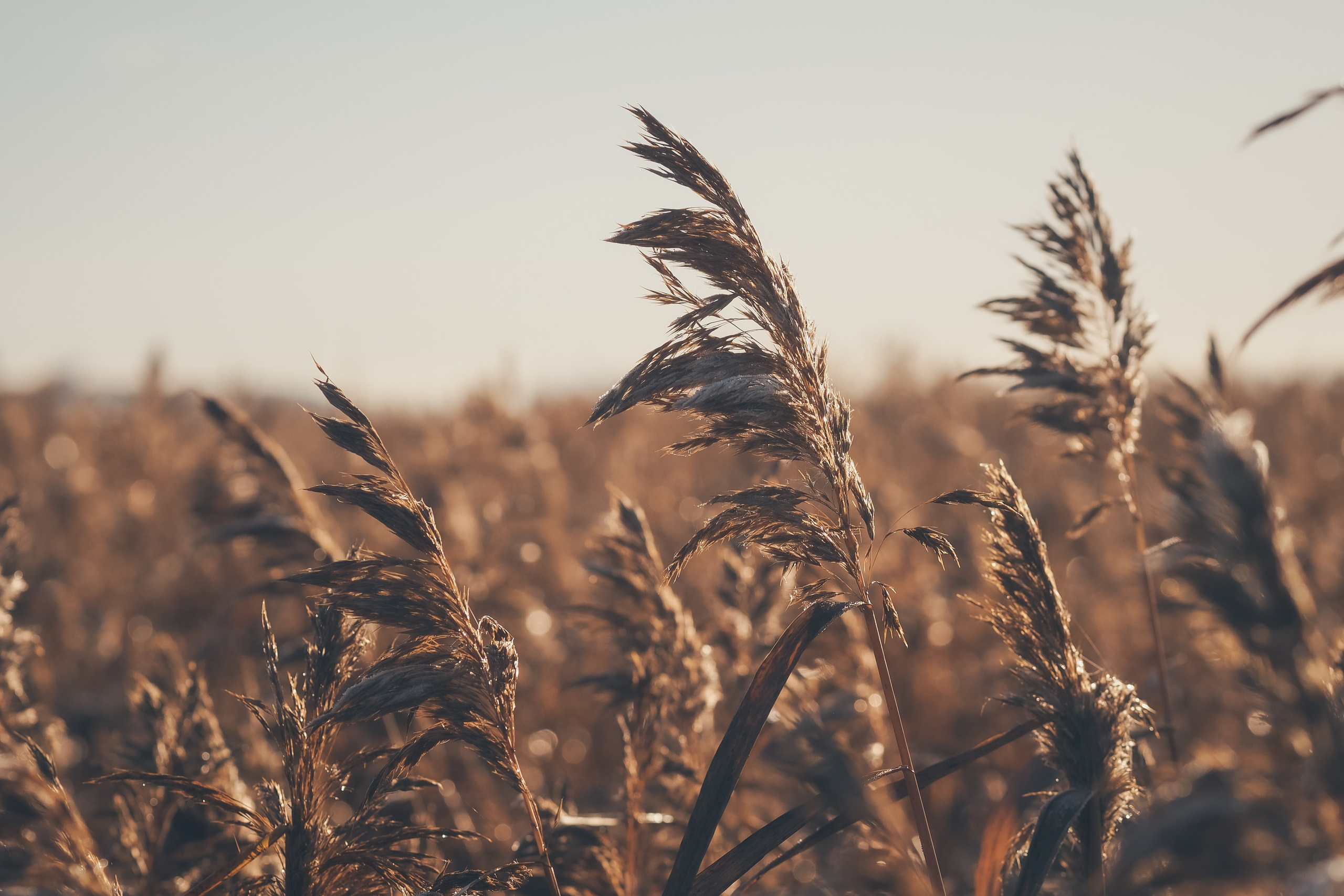 Сестрорецк. Свадебный фотограф Копков Геннадий