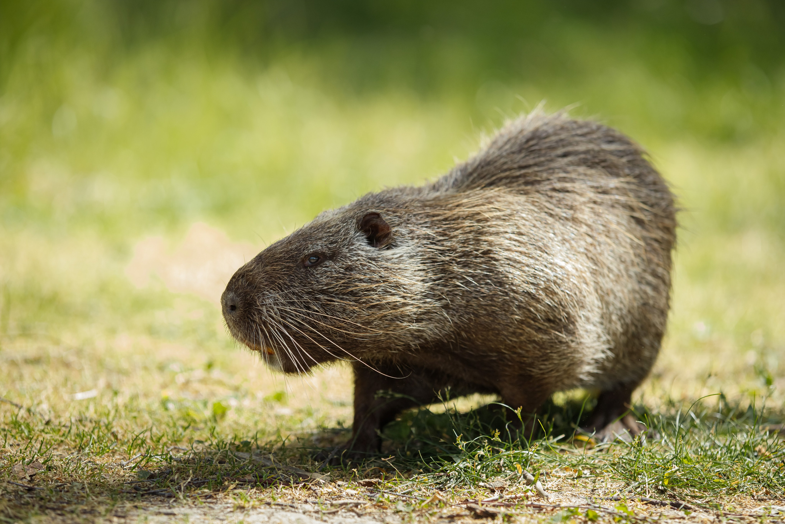 Полине 6 лет. Фотограф Таганрог и Ростов-на-Дону