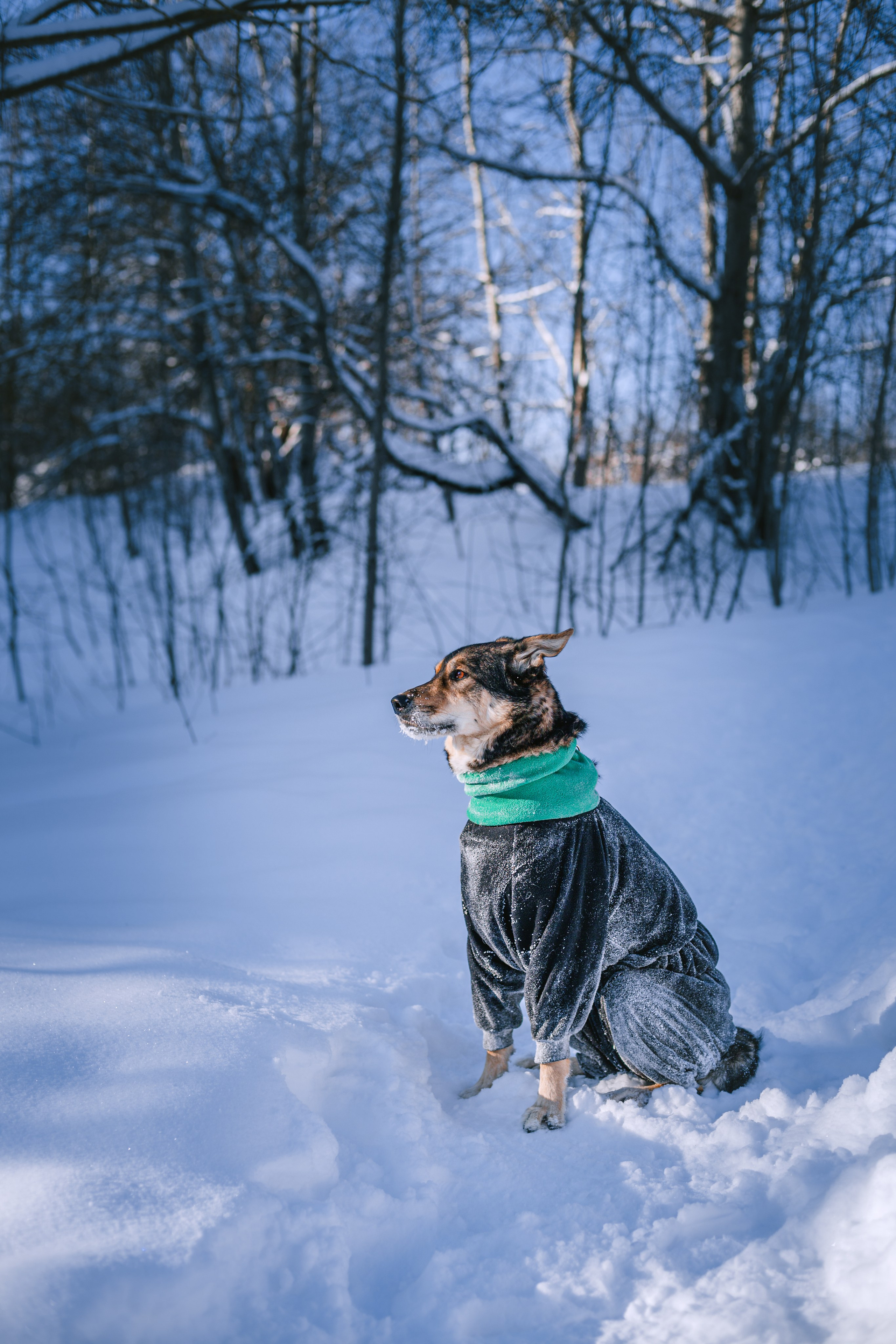 Зимняя экспресс съемка Дюка. Фотограф-анималист Татьяна Степанова