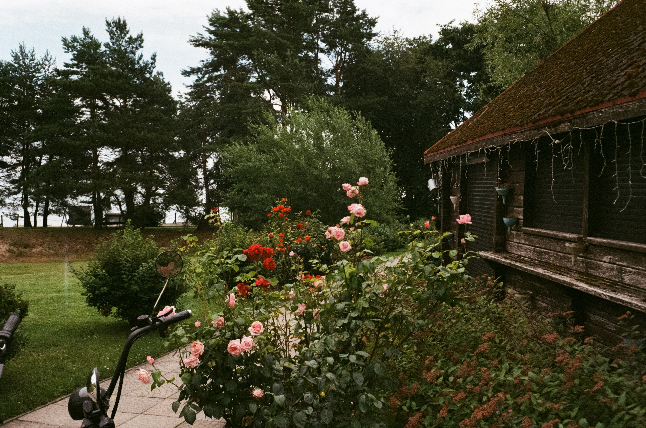 Зеленоградск Курортный проспект, Куршская коса / Minox 35 GT (2)