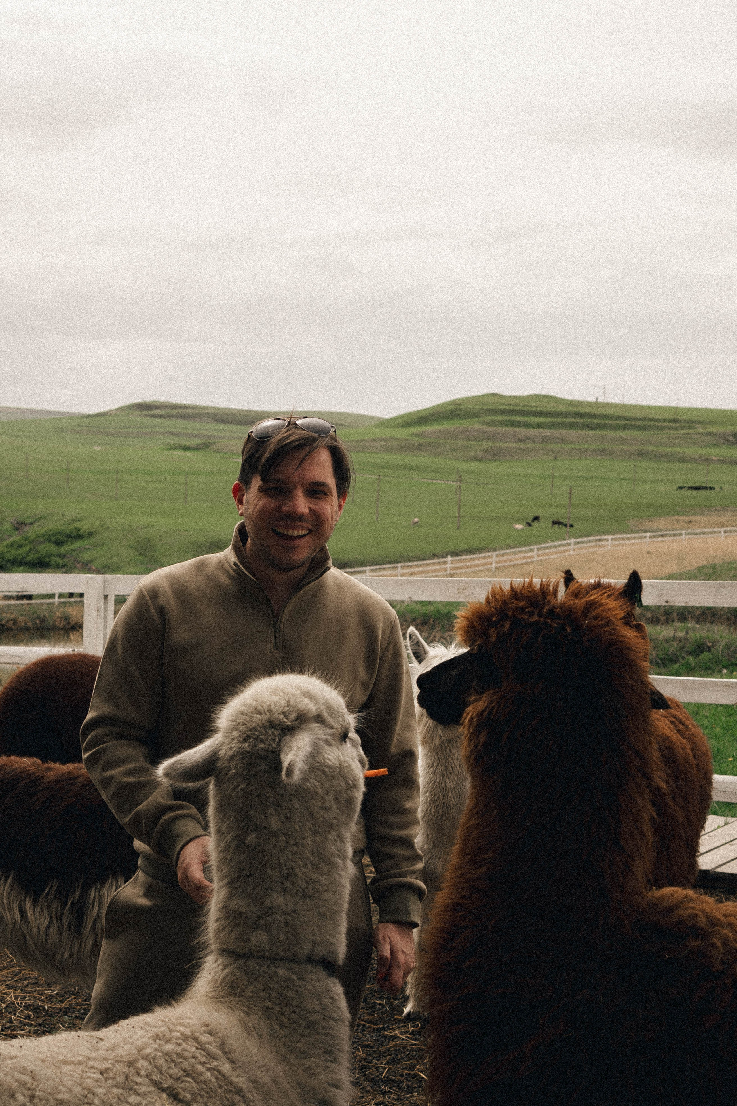 Ферма Альпак. Профессиональный фотограф, Санкт-Петербург — Виктория Богомолова