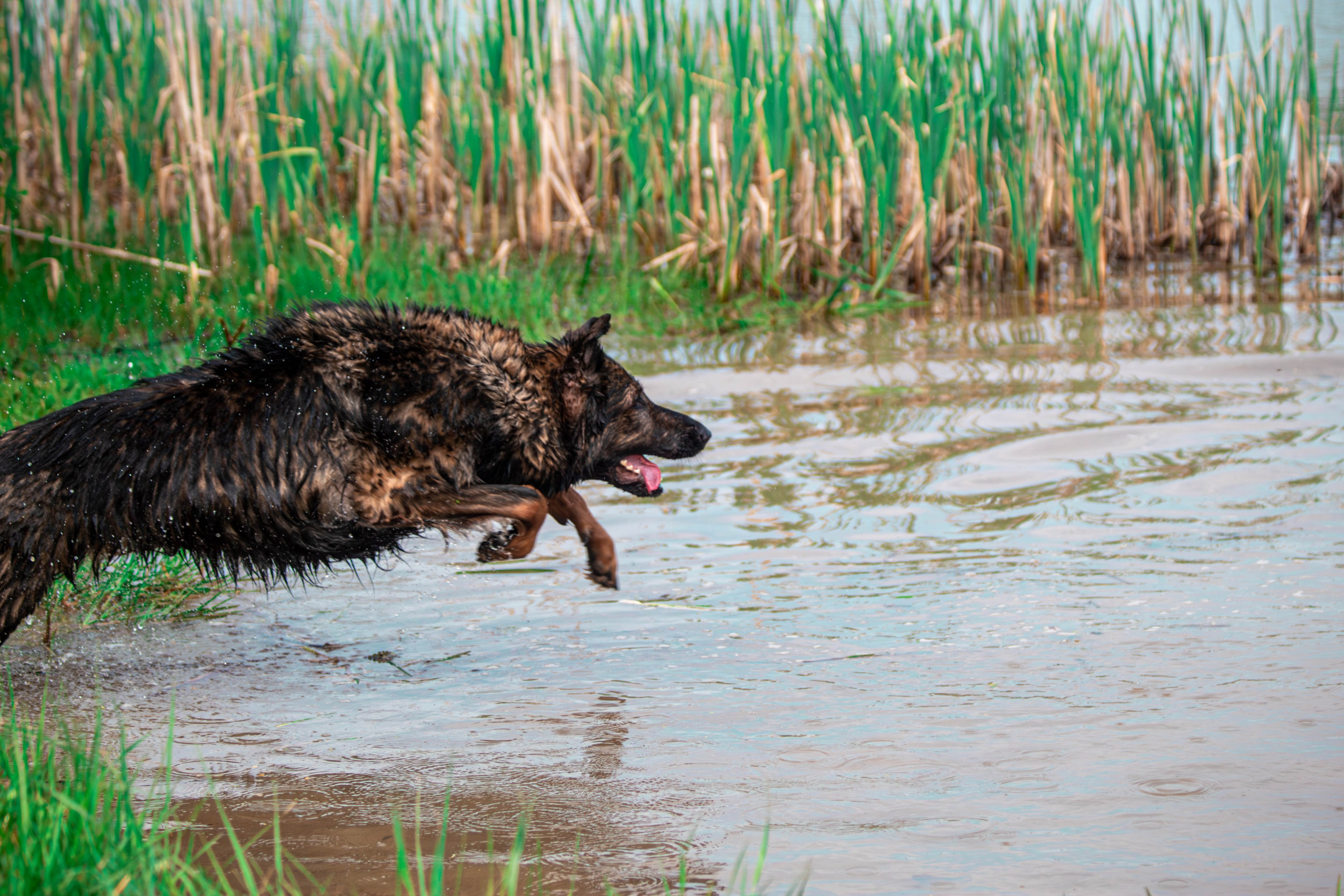 Фотосессии с животными Тула. Фотограф анималист — Тула, Москва