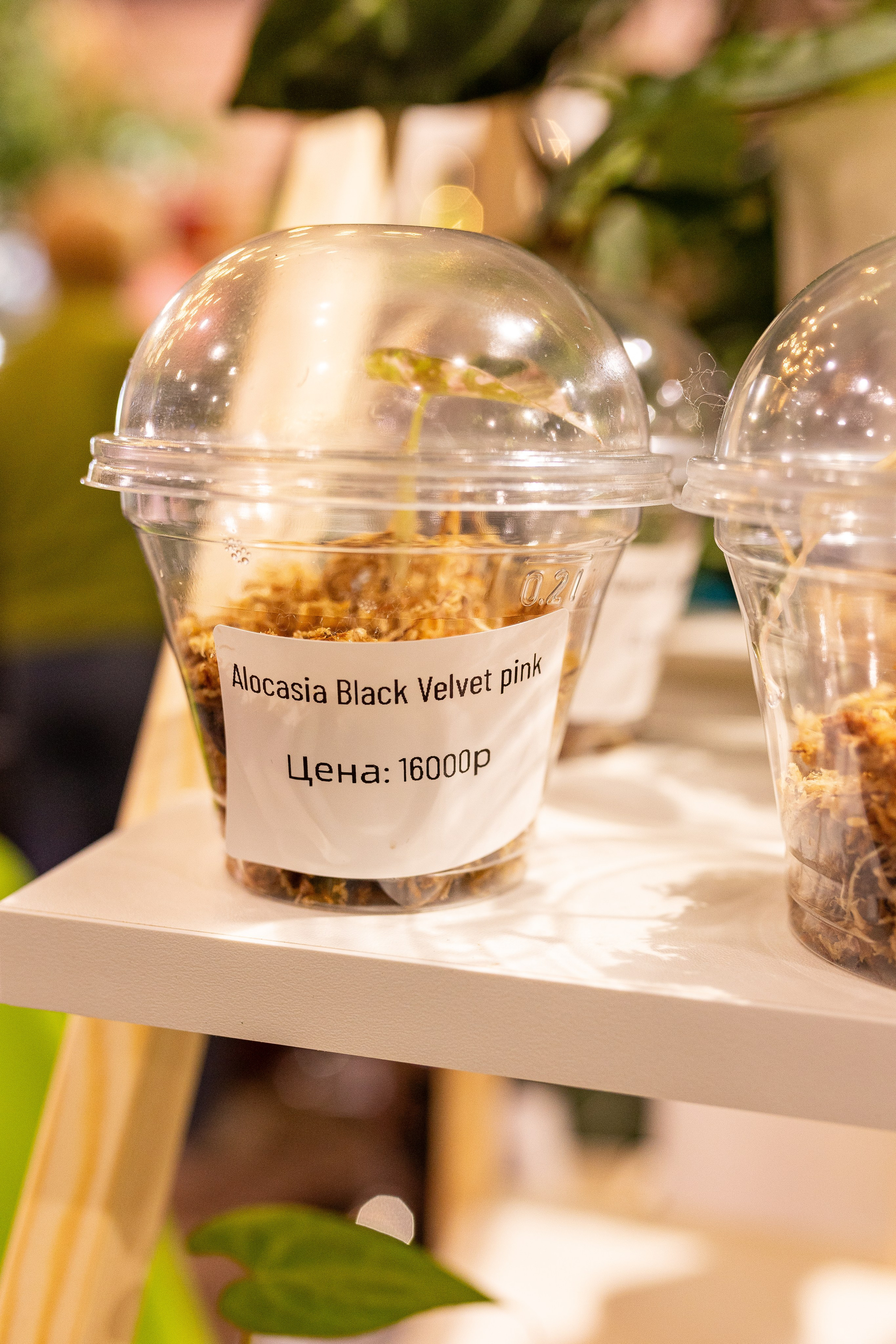 Green_Rare Ярмарка февраль 2025. Александра Куликова фотограф, Москва