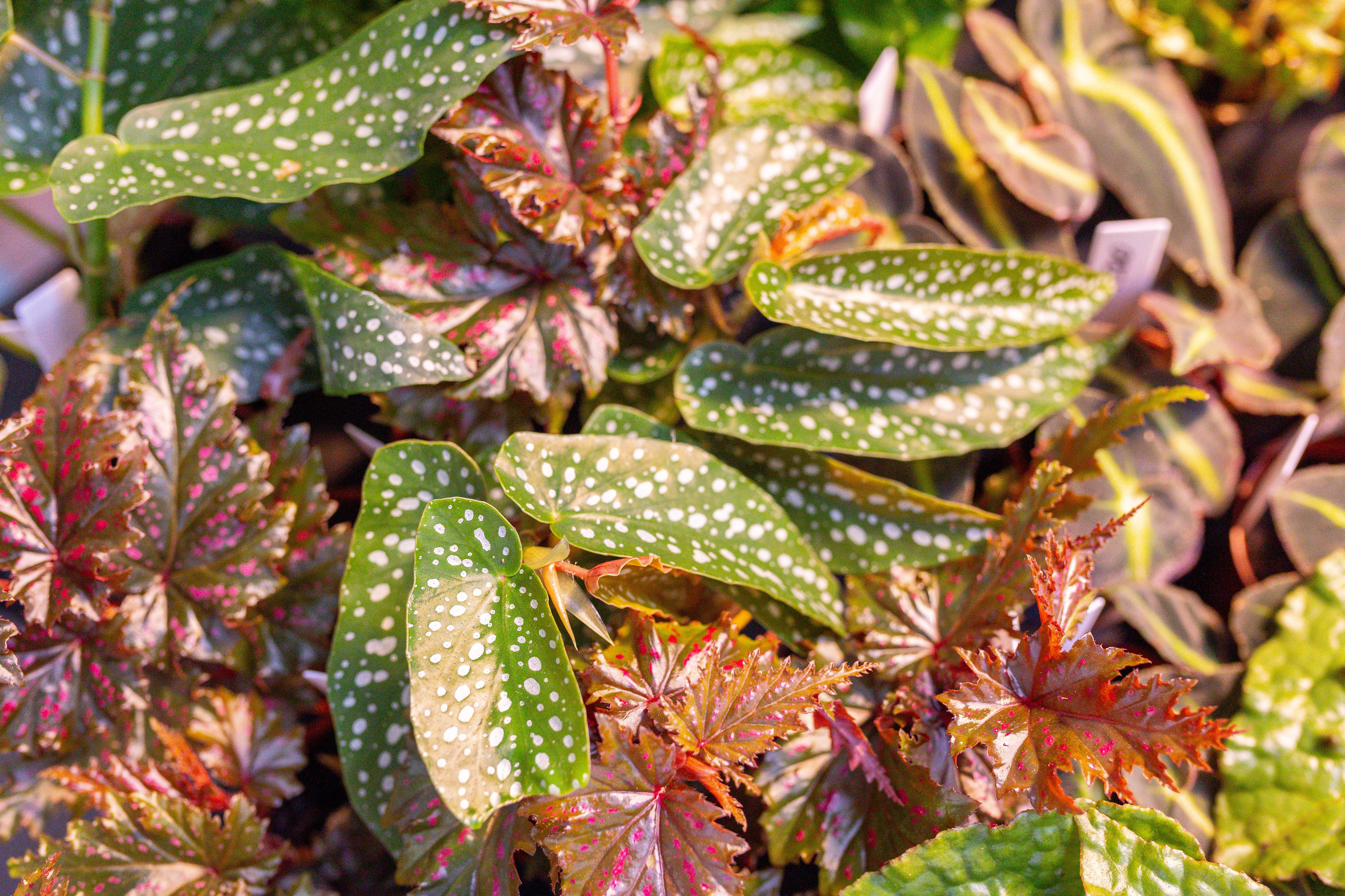 Монстериум 11–12 октября. Александра Куликова фотограф, Москва