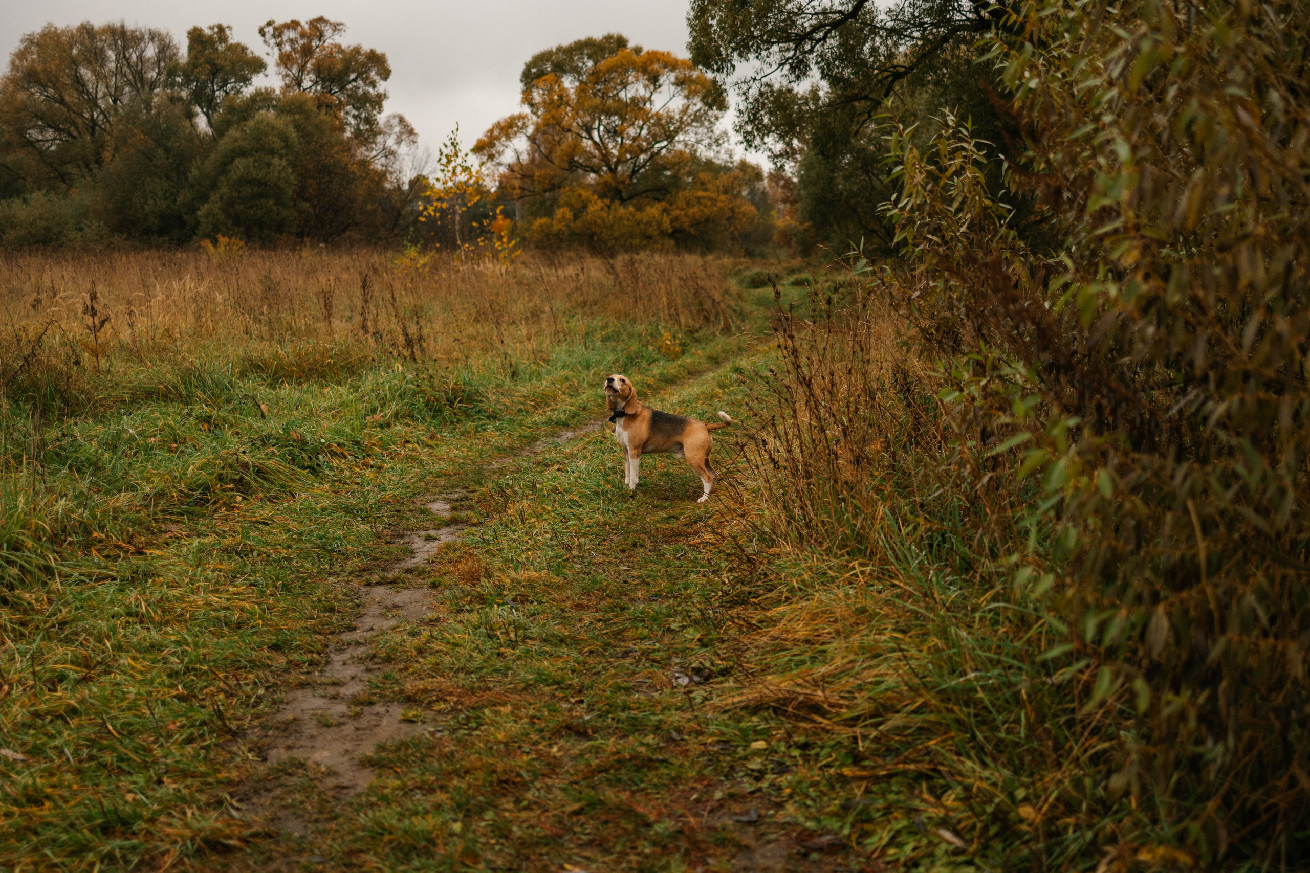 Лена и Тайгер. Фотограф — Анималист | Санкт-Петербург