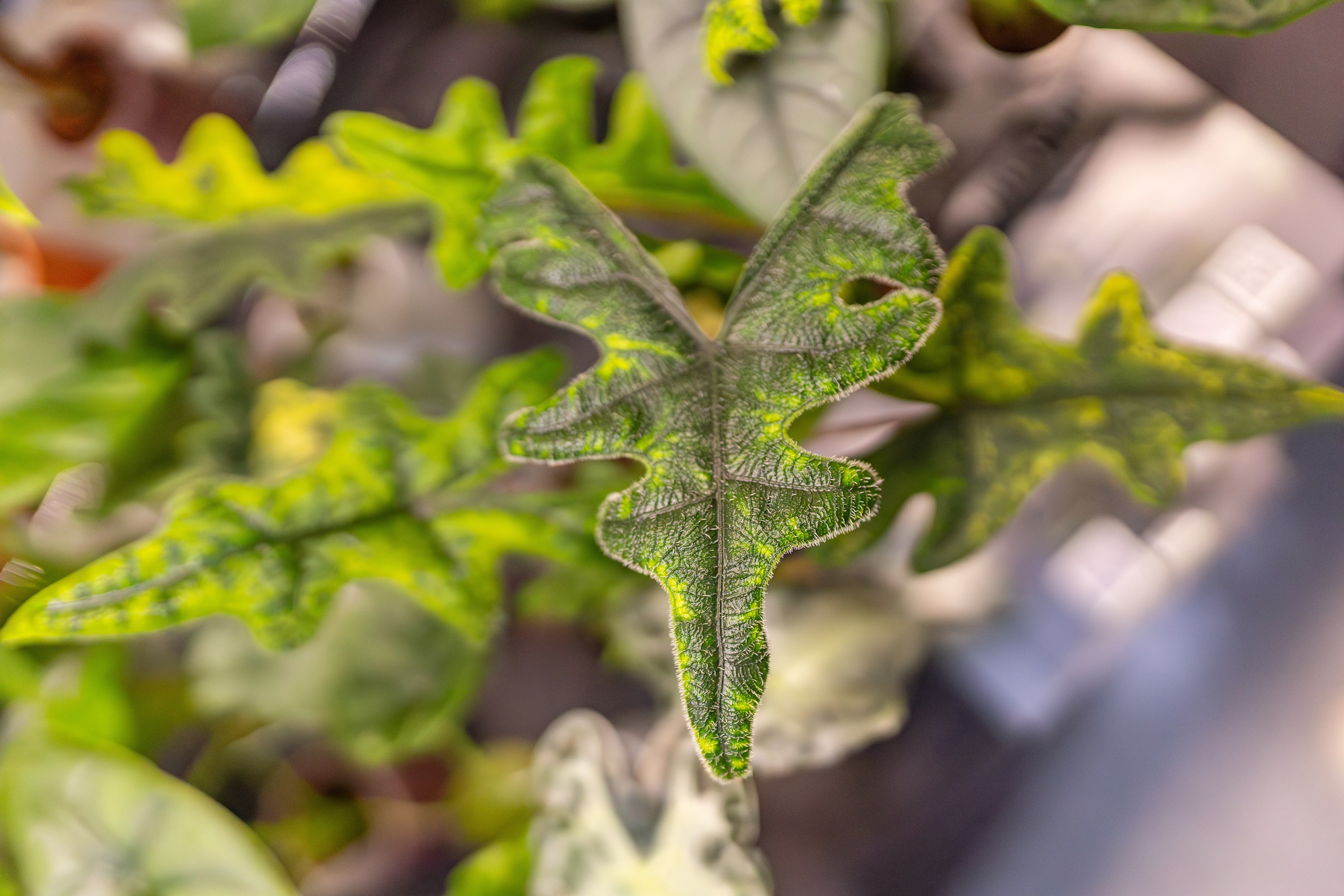 Монстериум апрель 2026. Александра Куликова фотограф, Москва