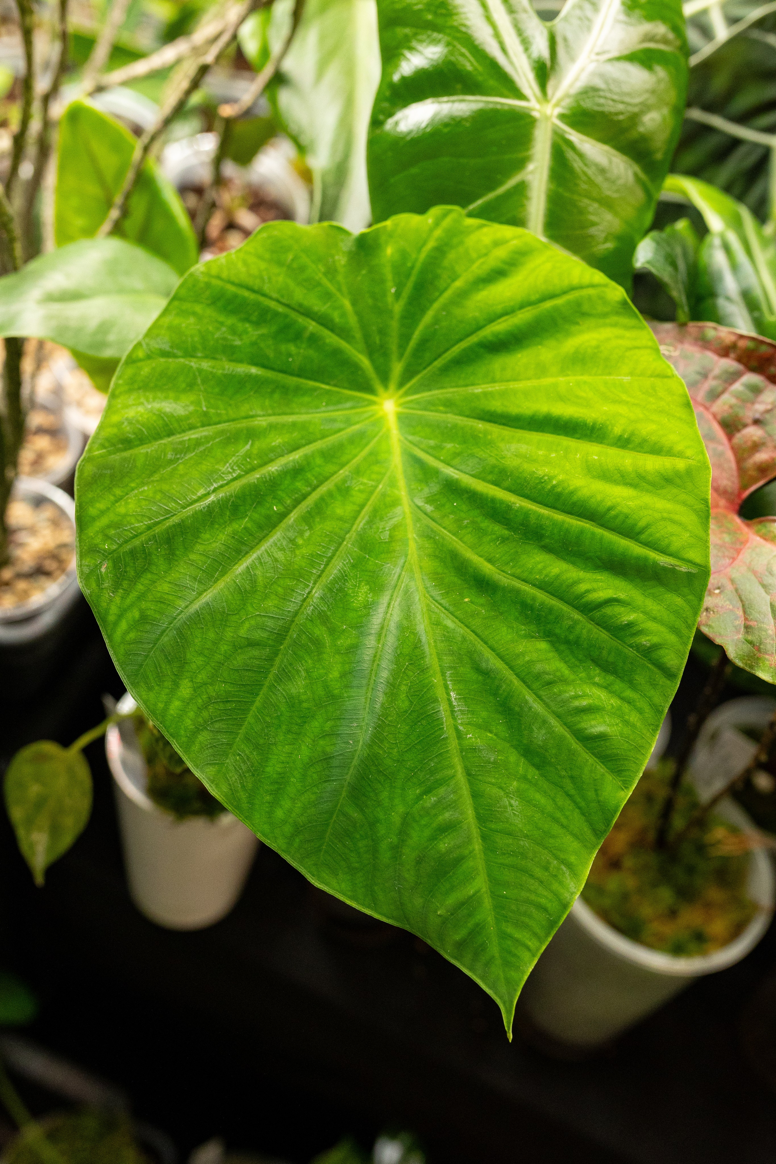 Growbox декабрь 2025. Александра Куликова фотограф, Москва