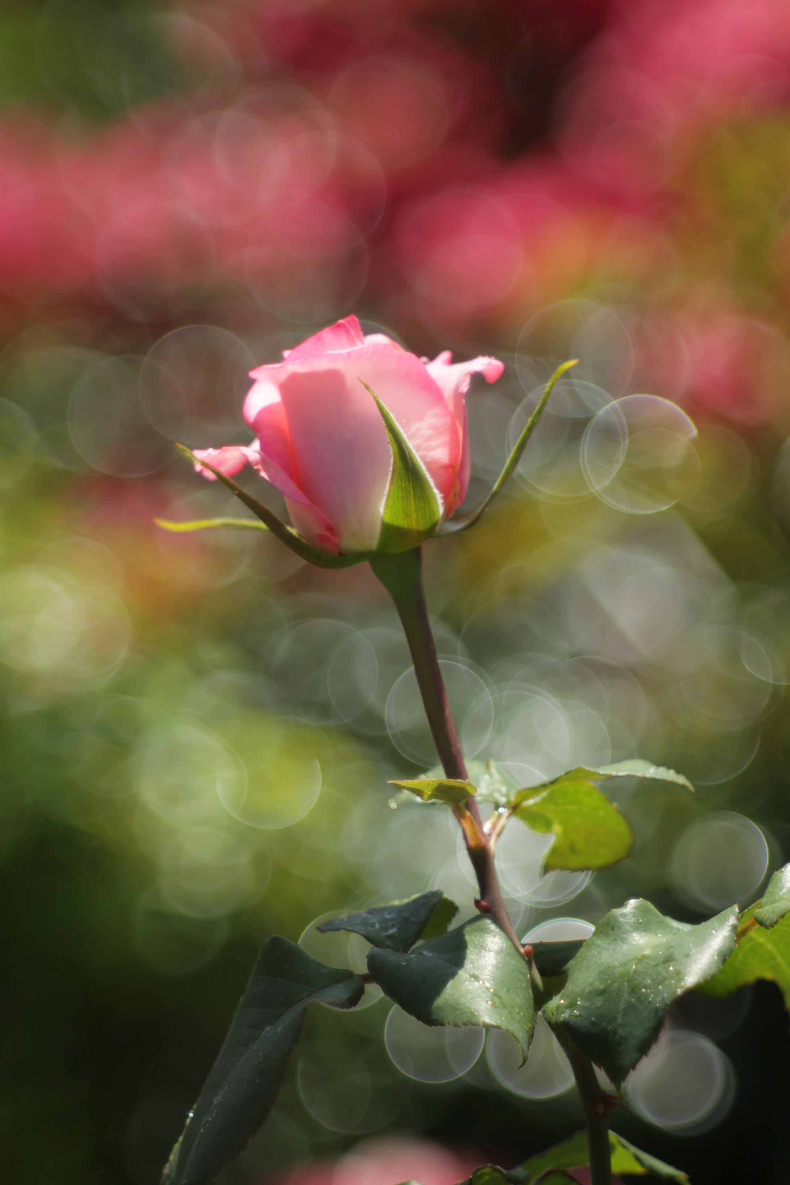 Цветочный импрессионизм. Сайт фотографа Виталия Дени