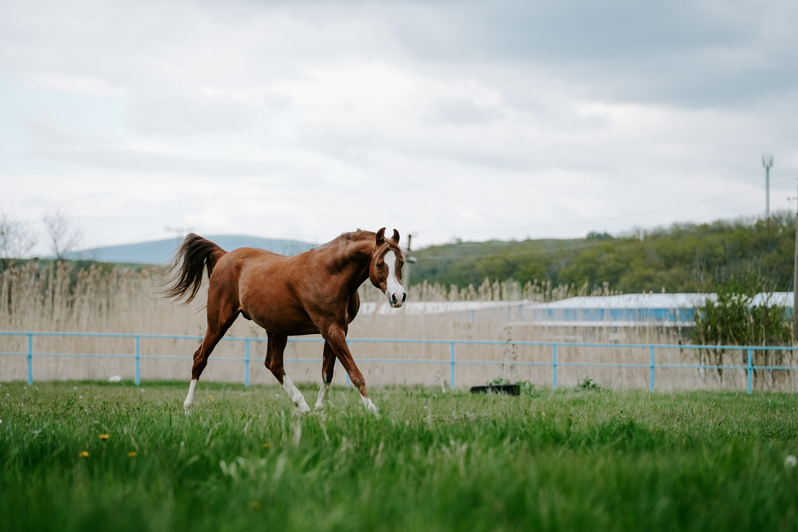 Animals. Николай Филиппов Event & Concert Photographer Москвf