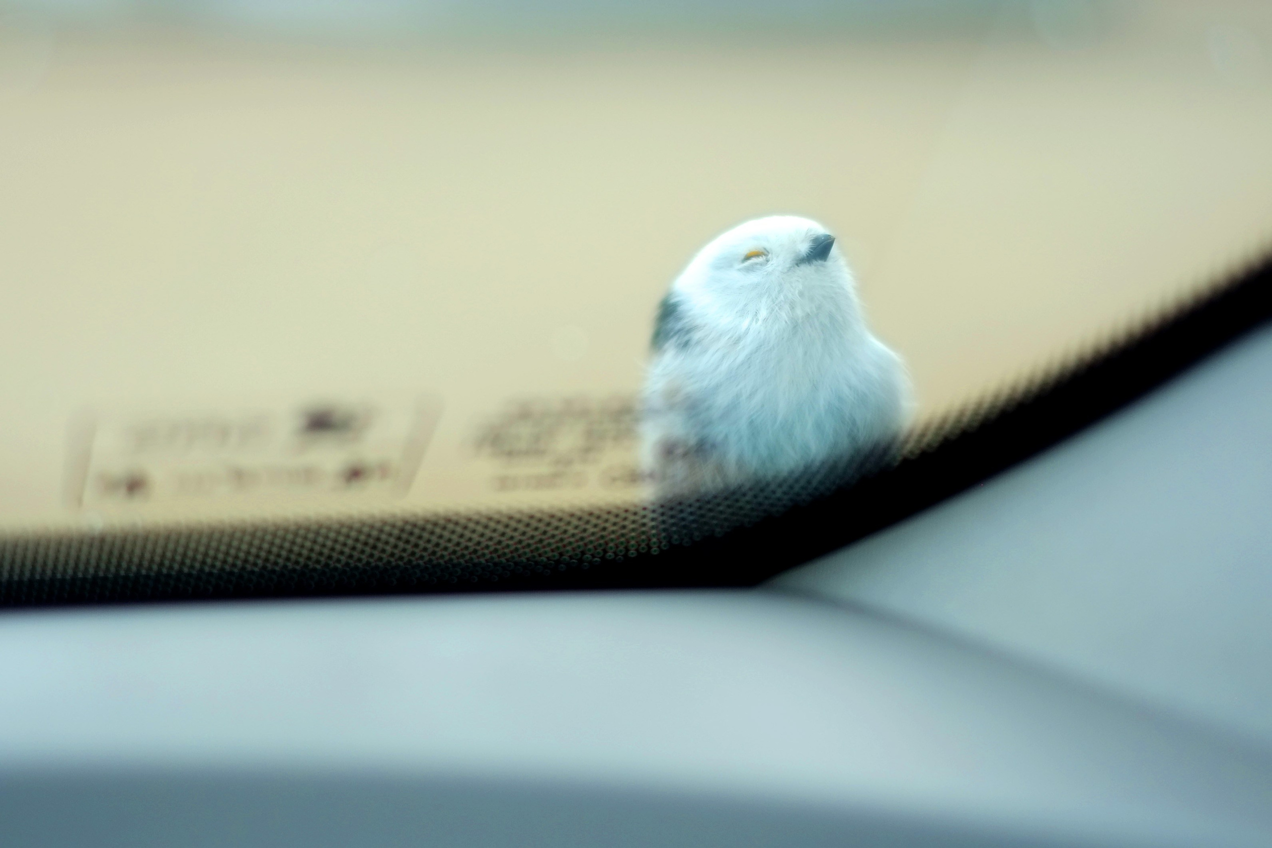 Весь в белом