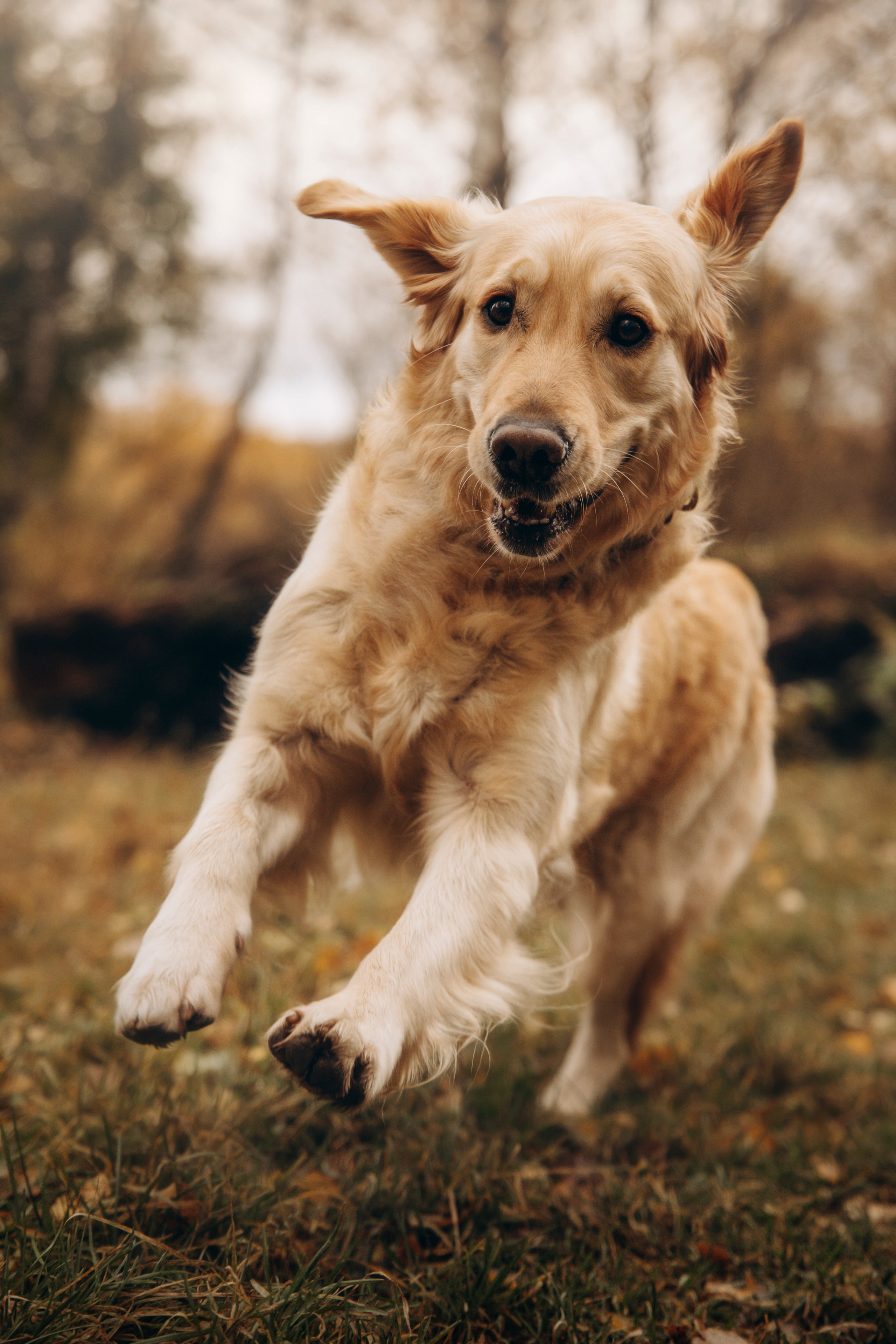 Марина и Чили. Фотограф — Анималист | Санкт-Петербург
