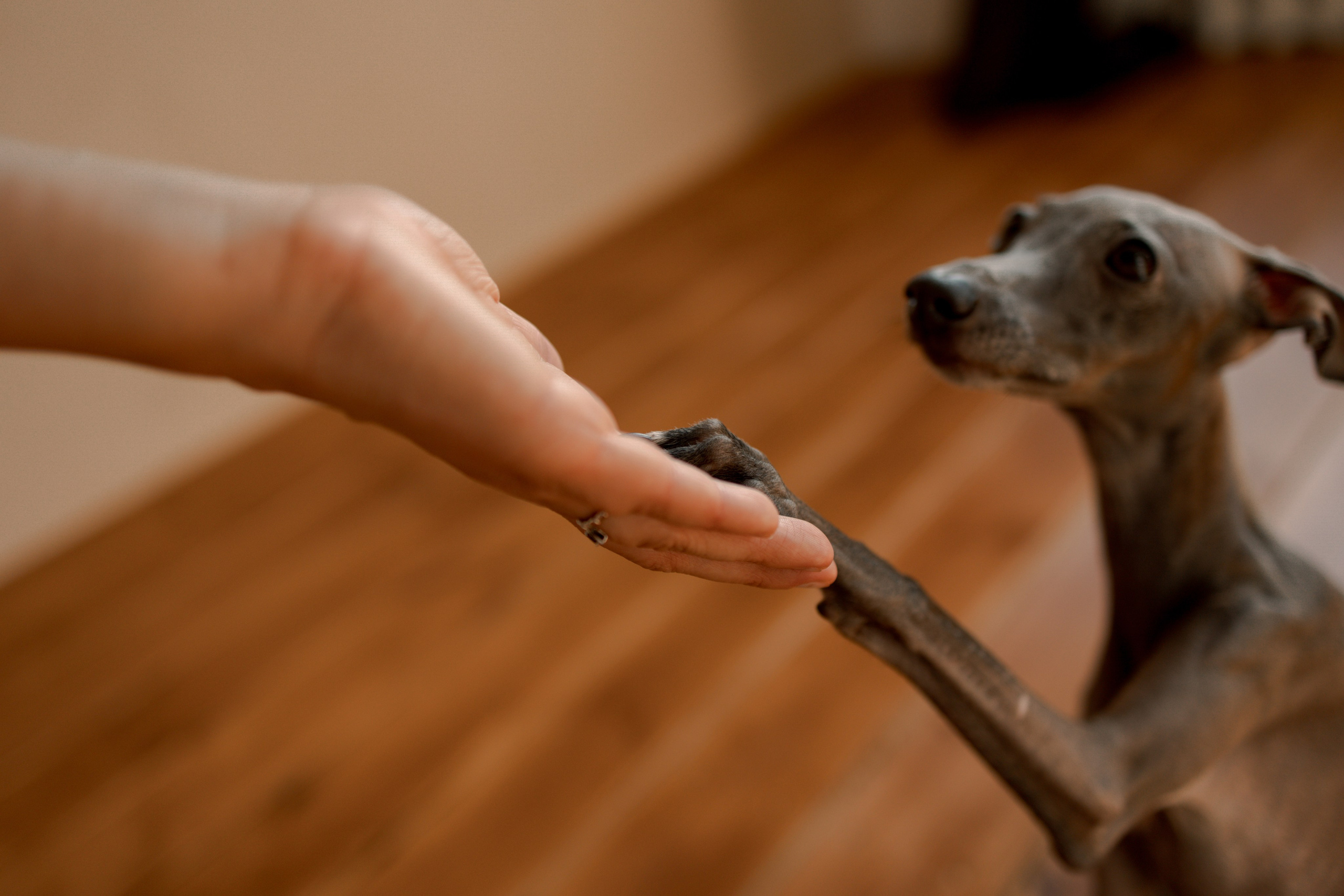 Ксюша и Луна. Фотограф — Анималист | Санкт-Петербург