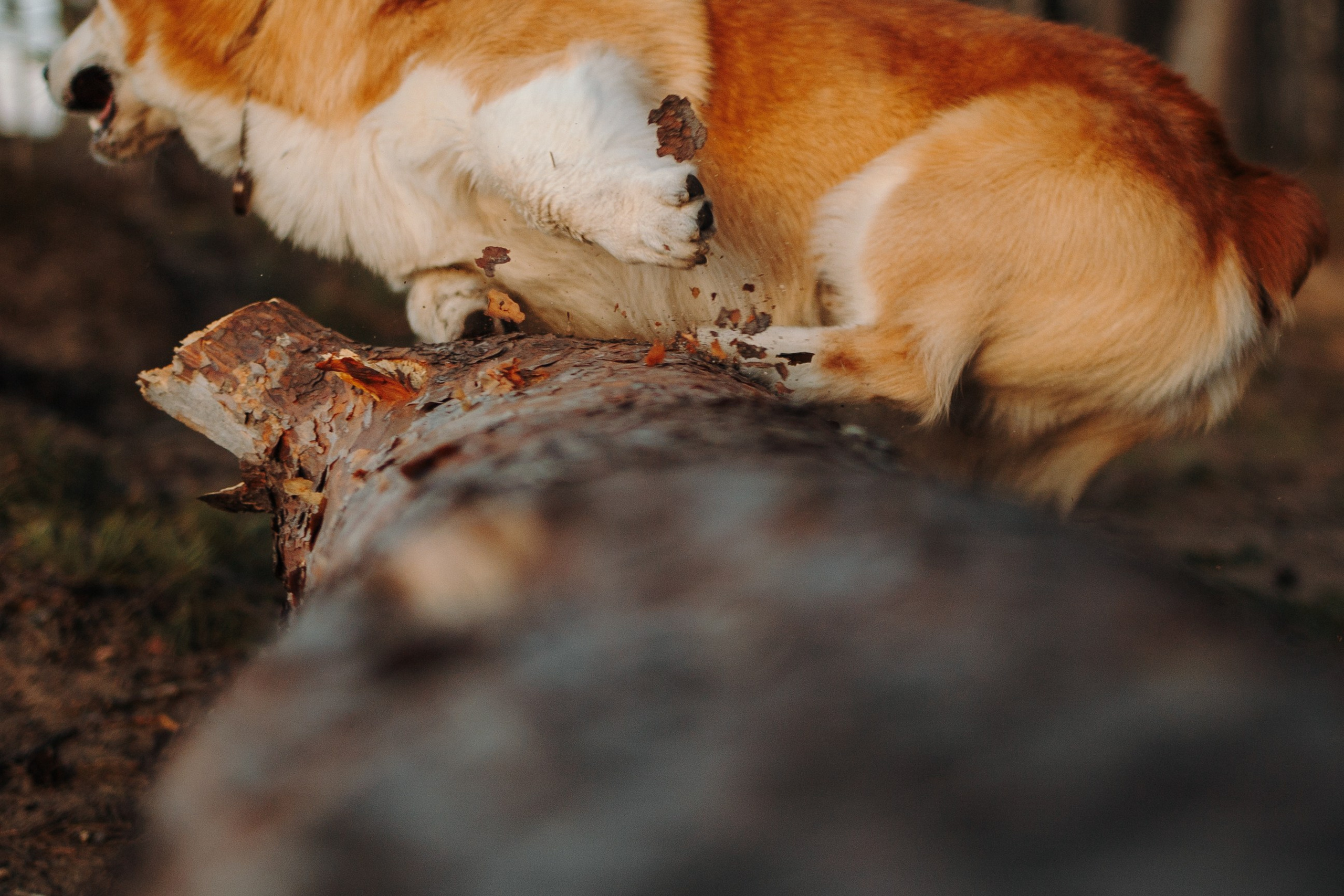 Найт и его семья. Фотограф — Анималист | Санкт-Петербург
