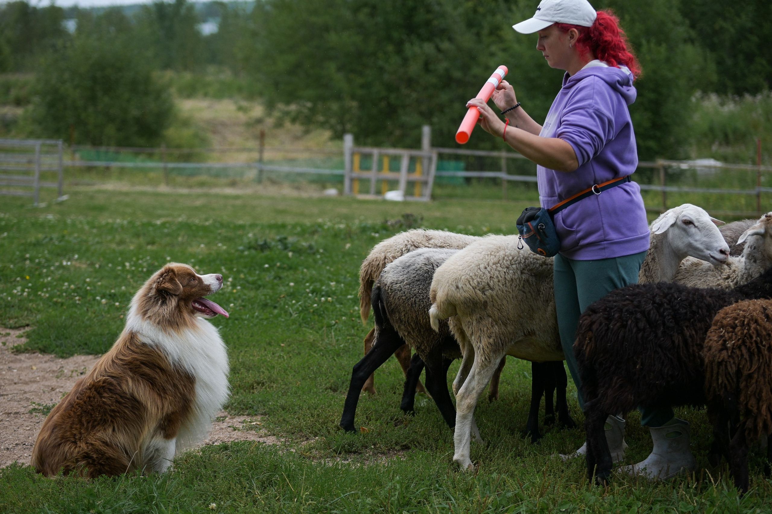 Пастьба собак. Творческий фотограф Вологда