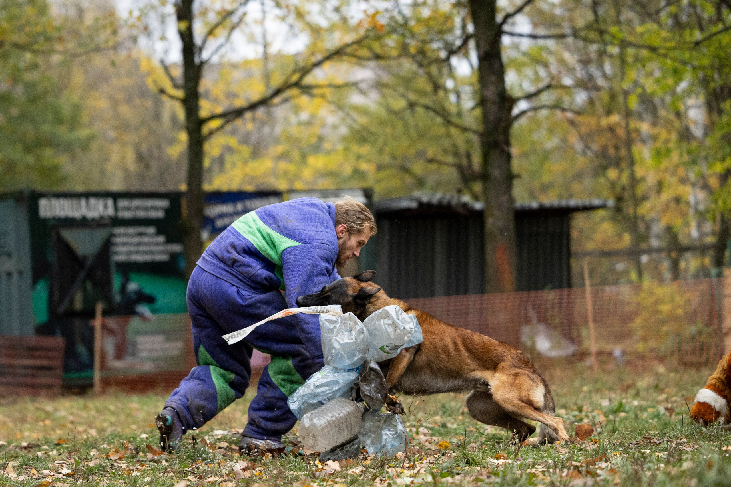 Соревнования по Мондьорингу г. Вологда. Фотограф-анималист Анна Маринич