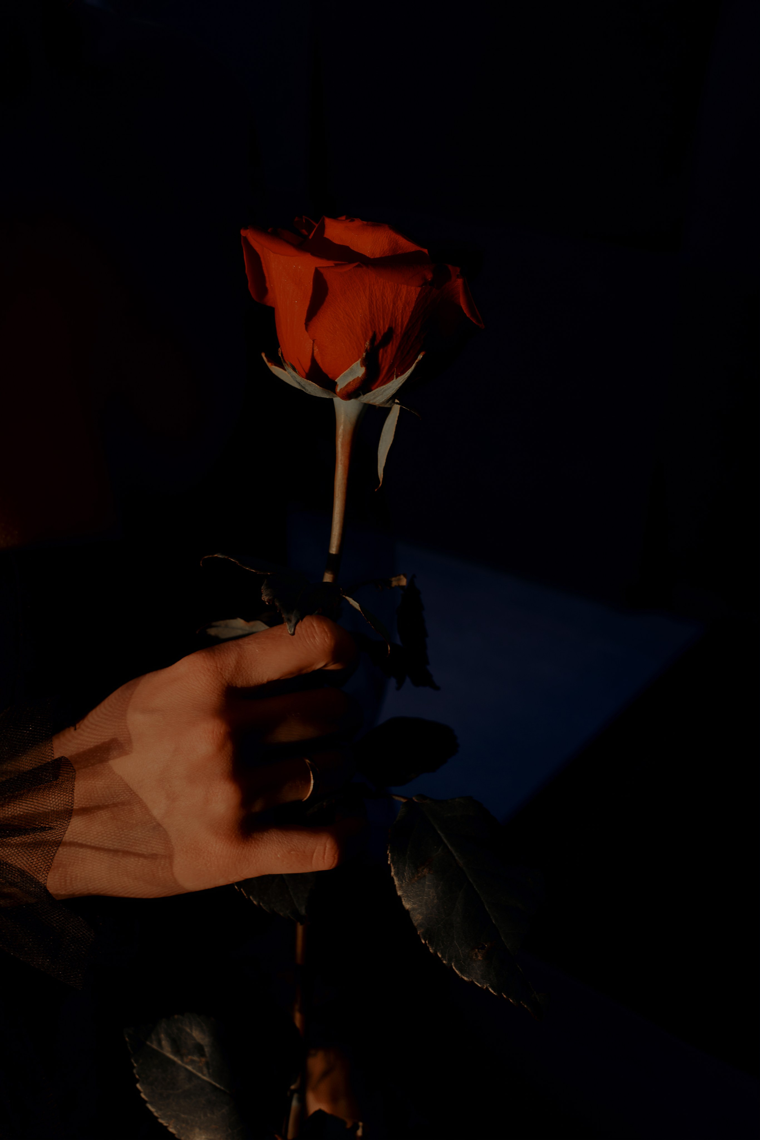 Portrait. Портретный фотограф в Санкт-Петербурге Анастасия Епифанова