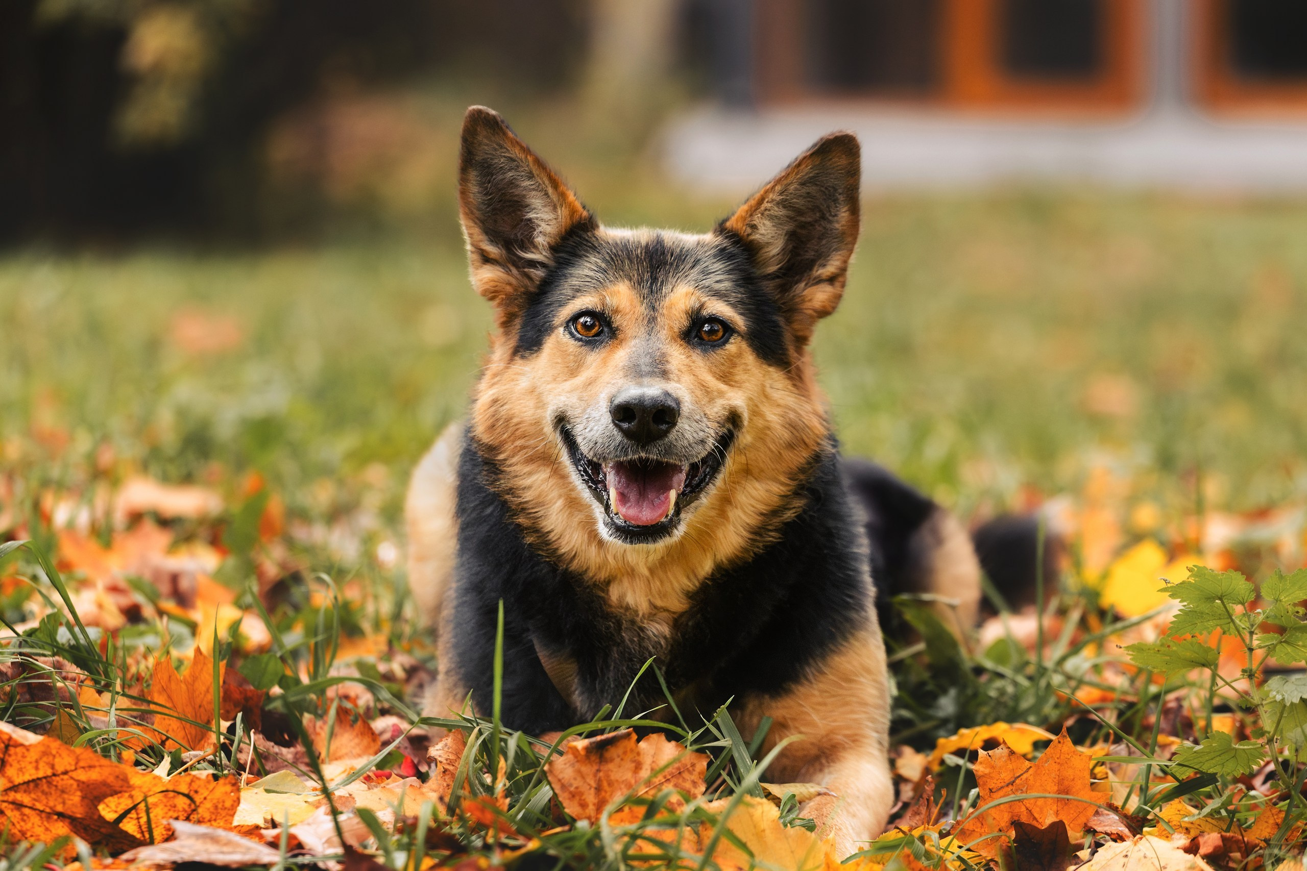 Собаки из приюта Дубовая роща осень 2025. Фотограф-анималист Татьяна Степанова