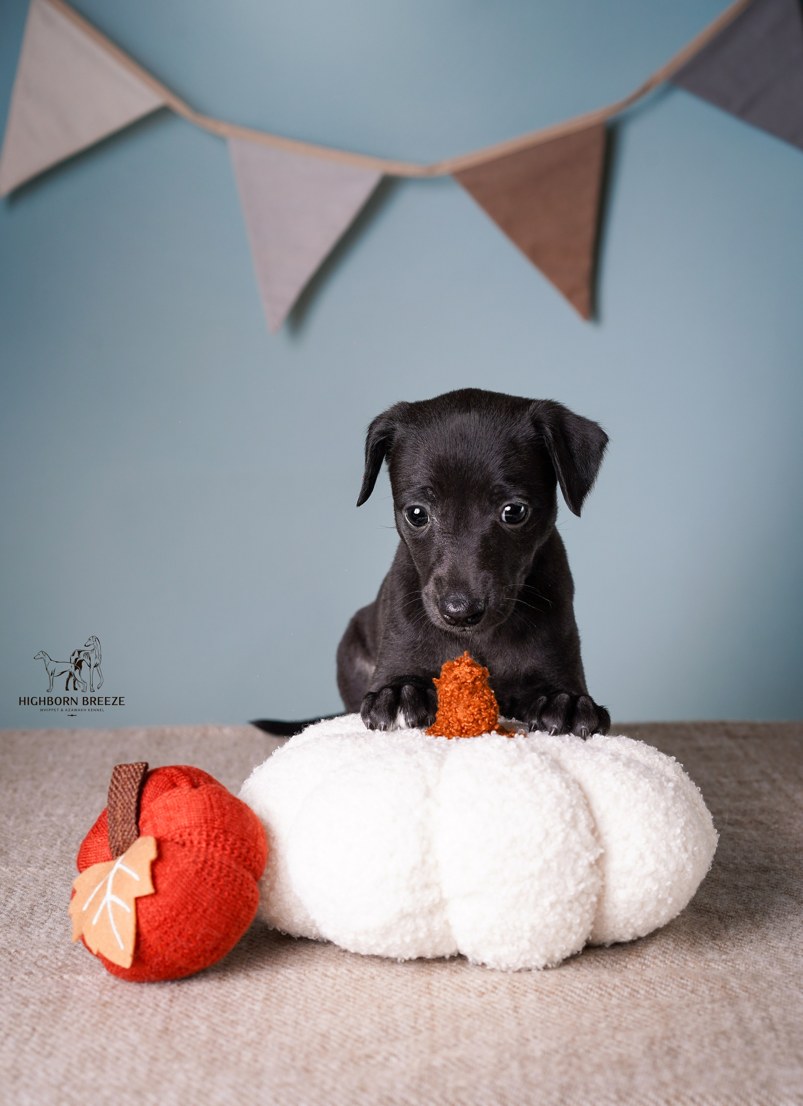 Щенки уиппета. Фотограф-анималист в Санкт-Петербурге Яна Мартынова
