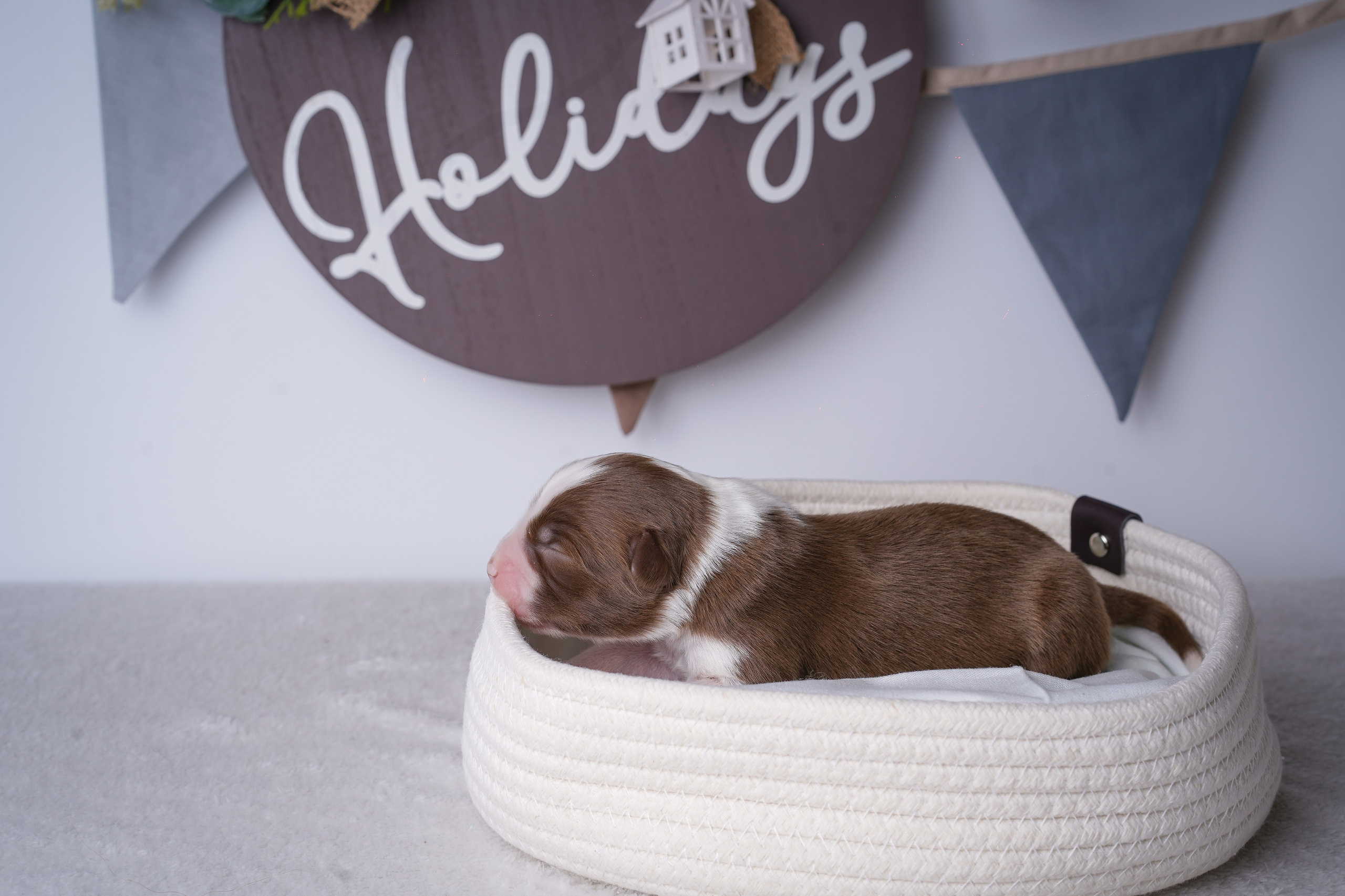 Щенули аусси. Фотограф-анималист в Санкт-Петербурге Яна Мартынова