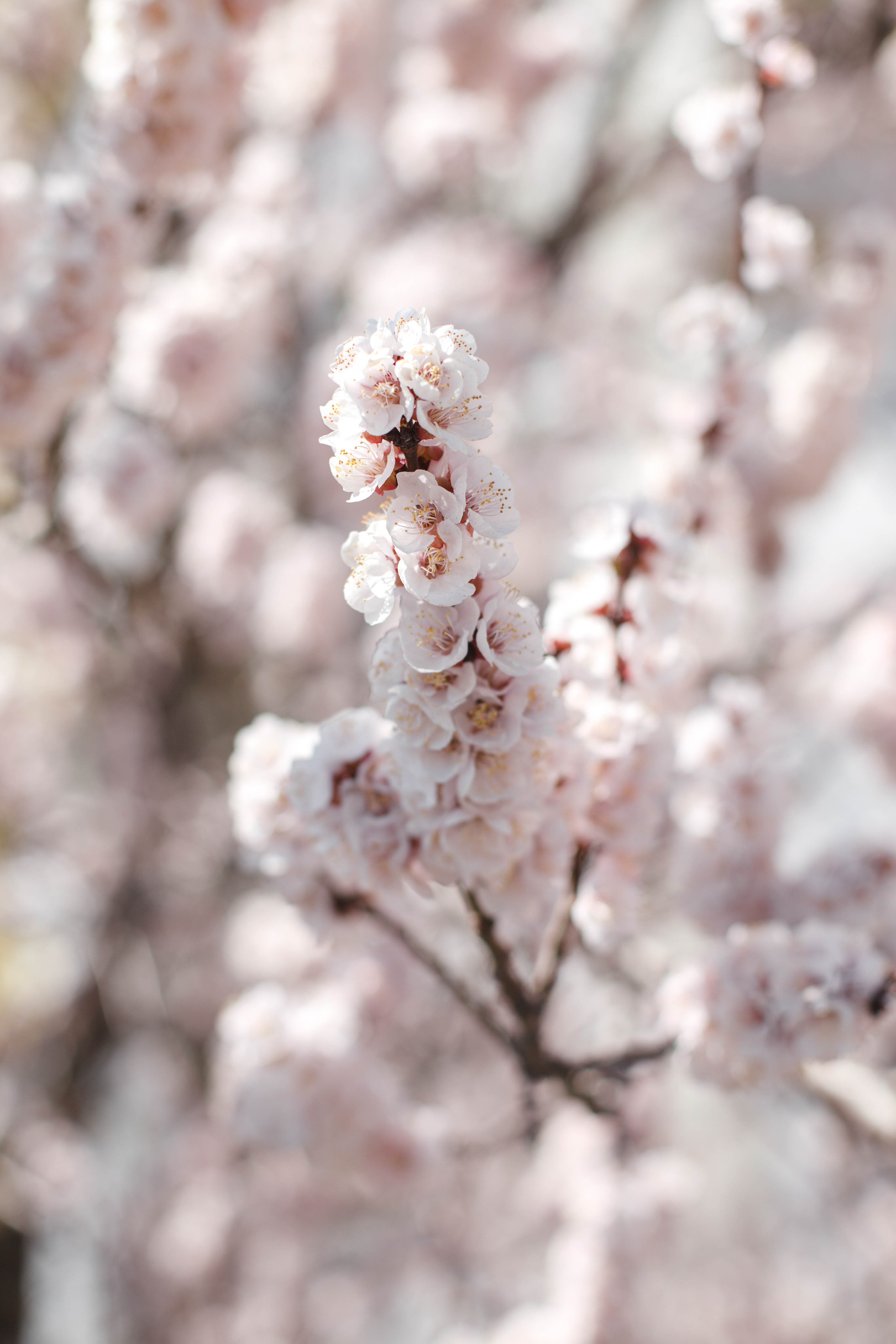 Юлия в ожидании. Свадебный и семейный фотограф в Самаре Катя Боб