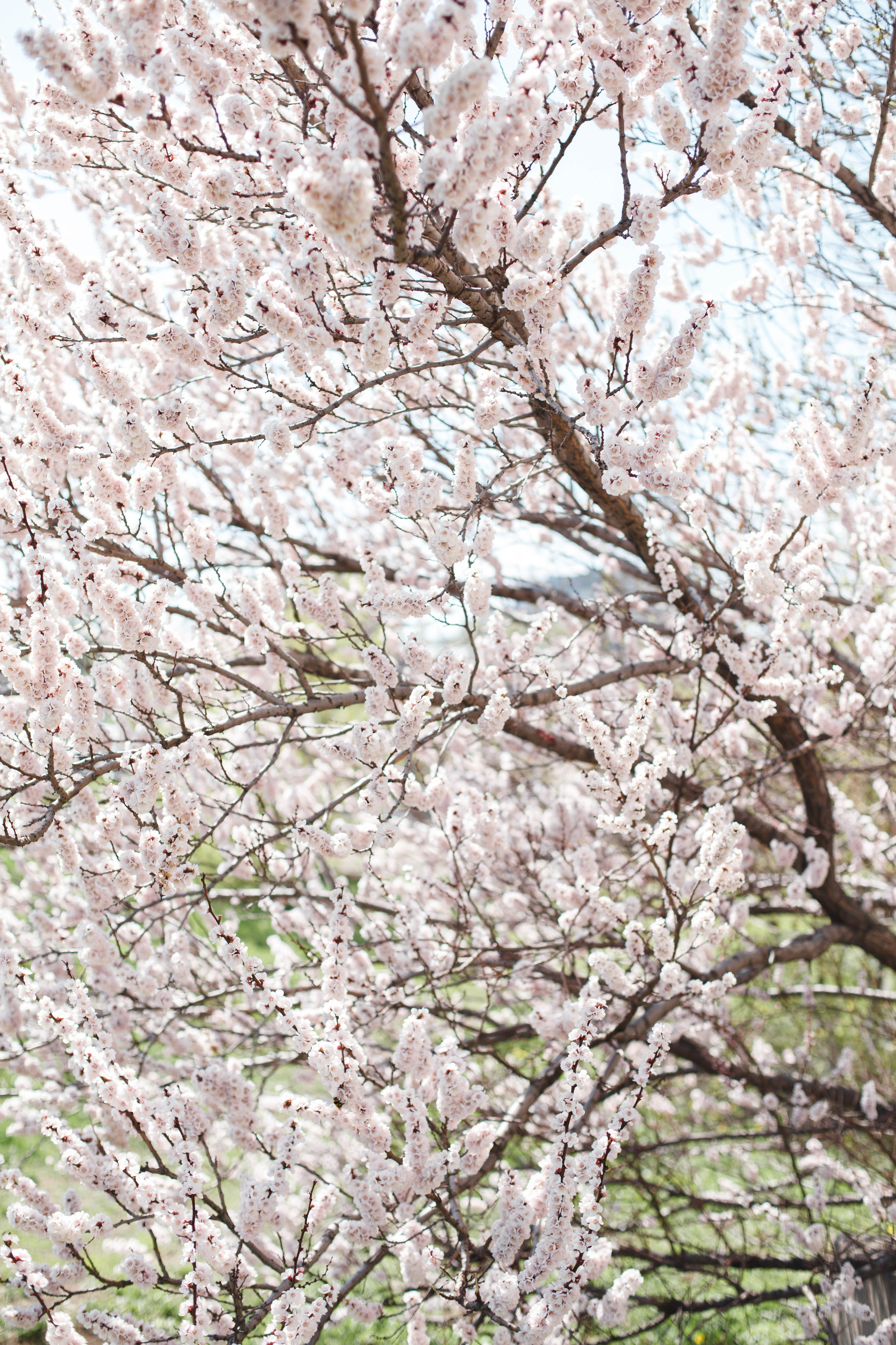 Юлия в ожидании. Свадебный и семейный фотограф в Самаре Катя Боб