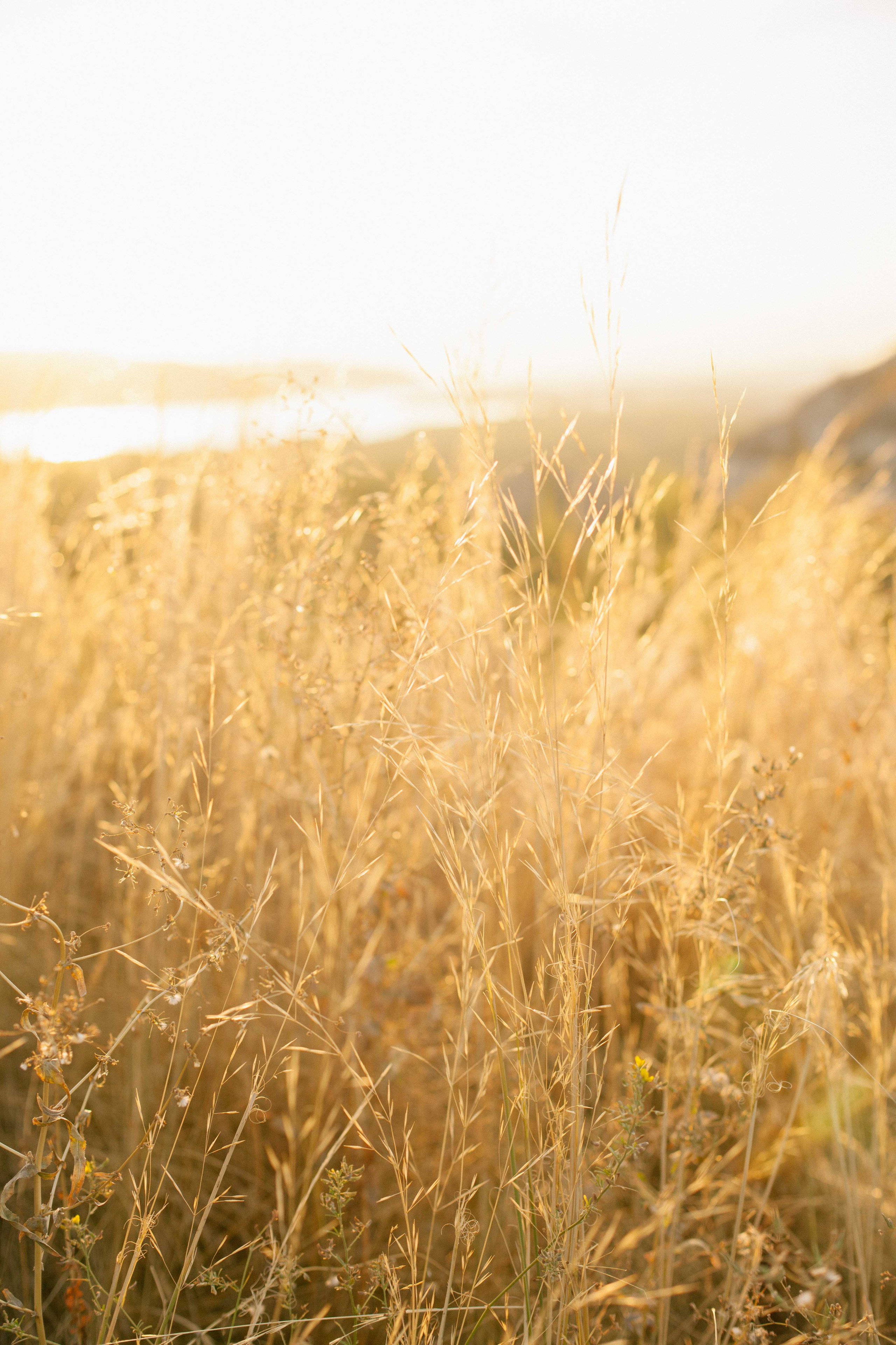 Дмитрий и Алёна. Свадебный и семейный фотограф в Самаре Катя Боб