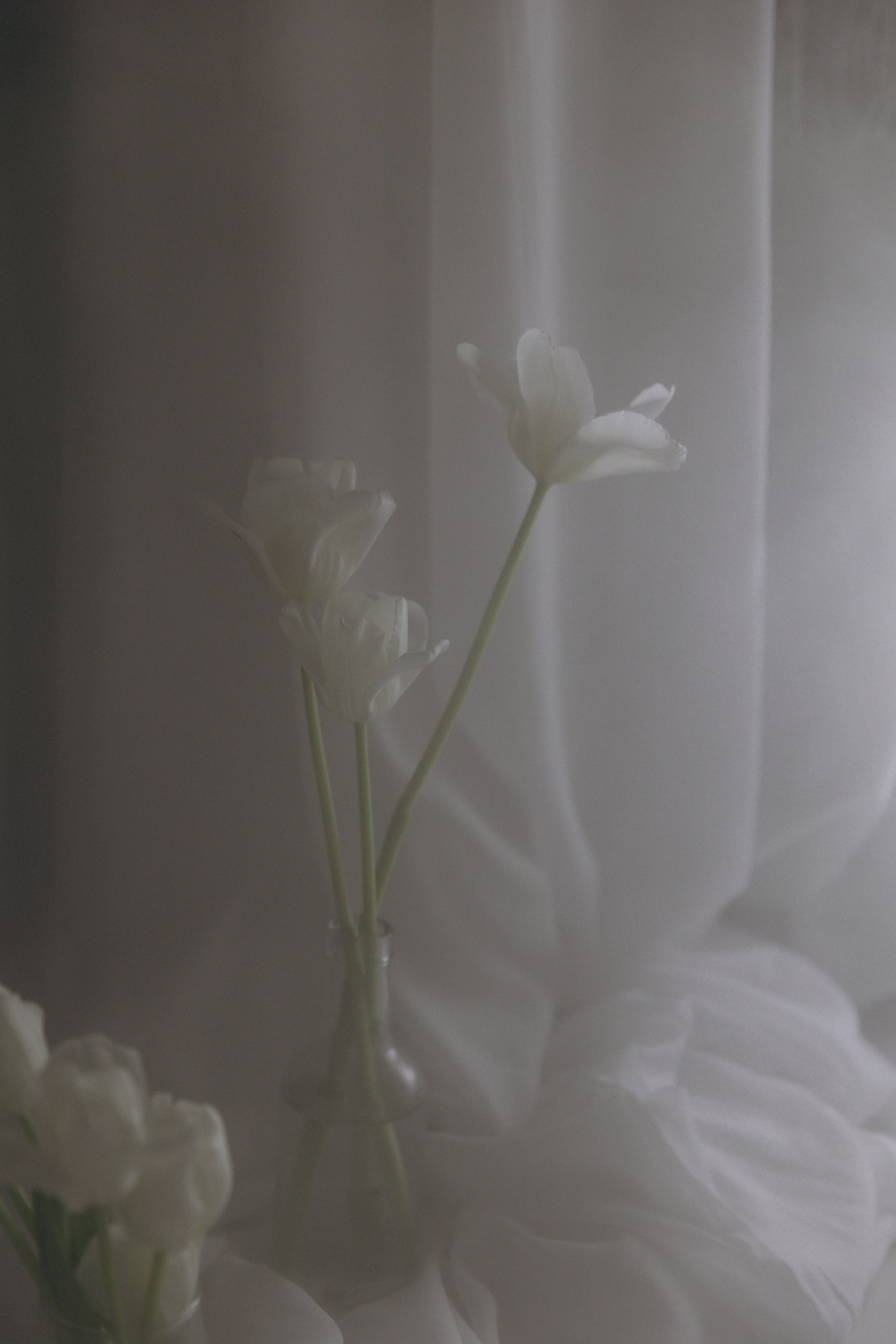 Дмитрий и Снежана, 1/11/2024. Свадебный  и семейный фотограф в Краснодаре