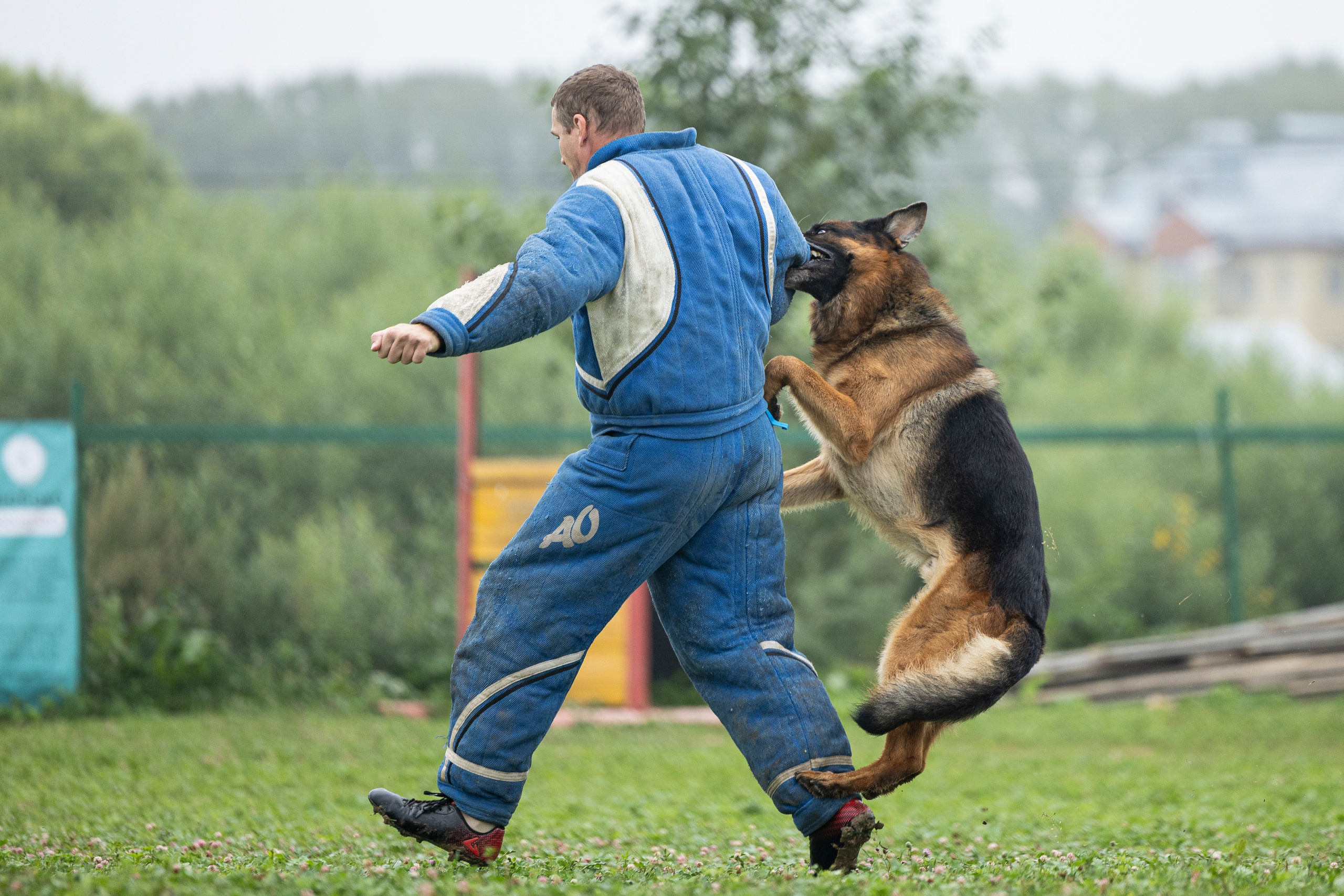 Соревнования по Мондьорингу г. Вологда 10-11.08.2024. Фотограф-анималист Анна Маринич