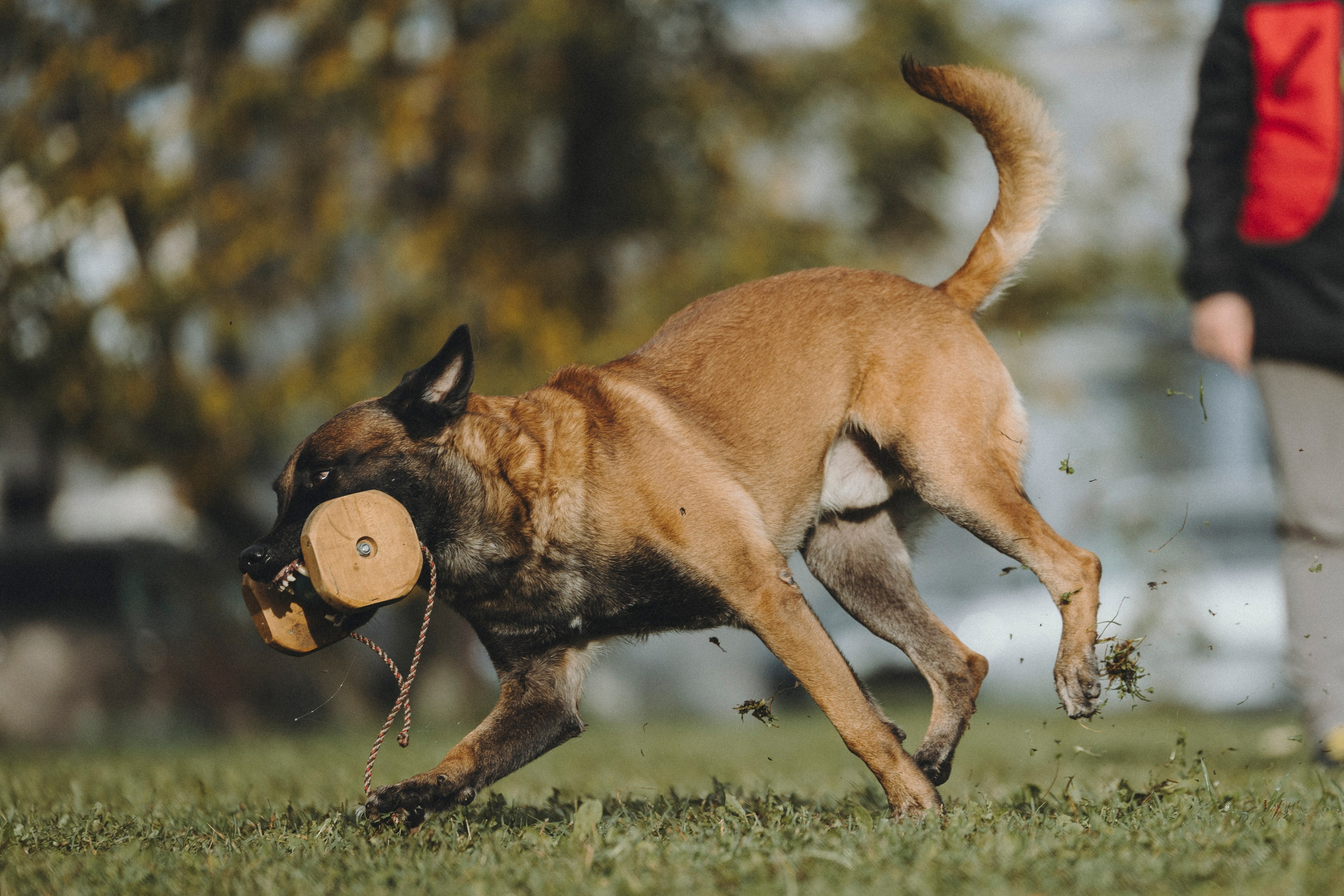 Испытания по мондьорингу г. Пушкин 29.09.2024. Фотограф-анималист Анна Маринич