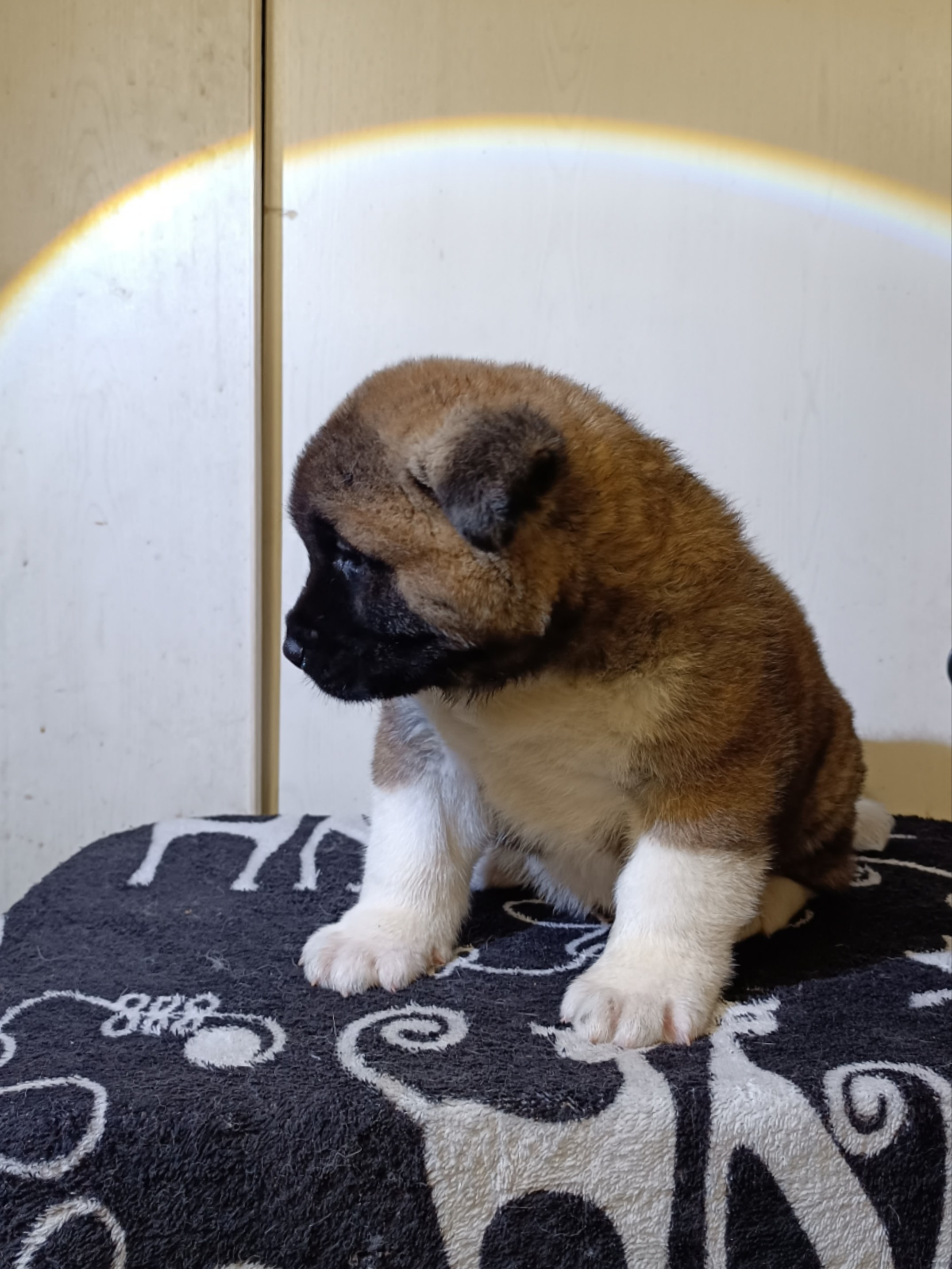 Rubylight Cirrus. Американская акита I Сиба ину I Питомник RUBYLIGHT