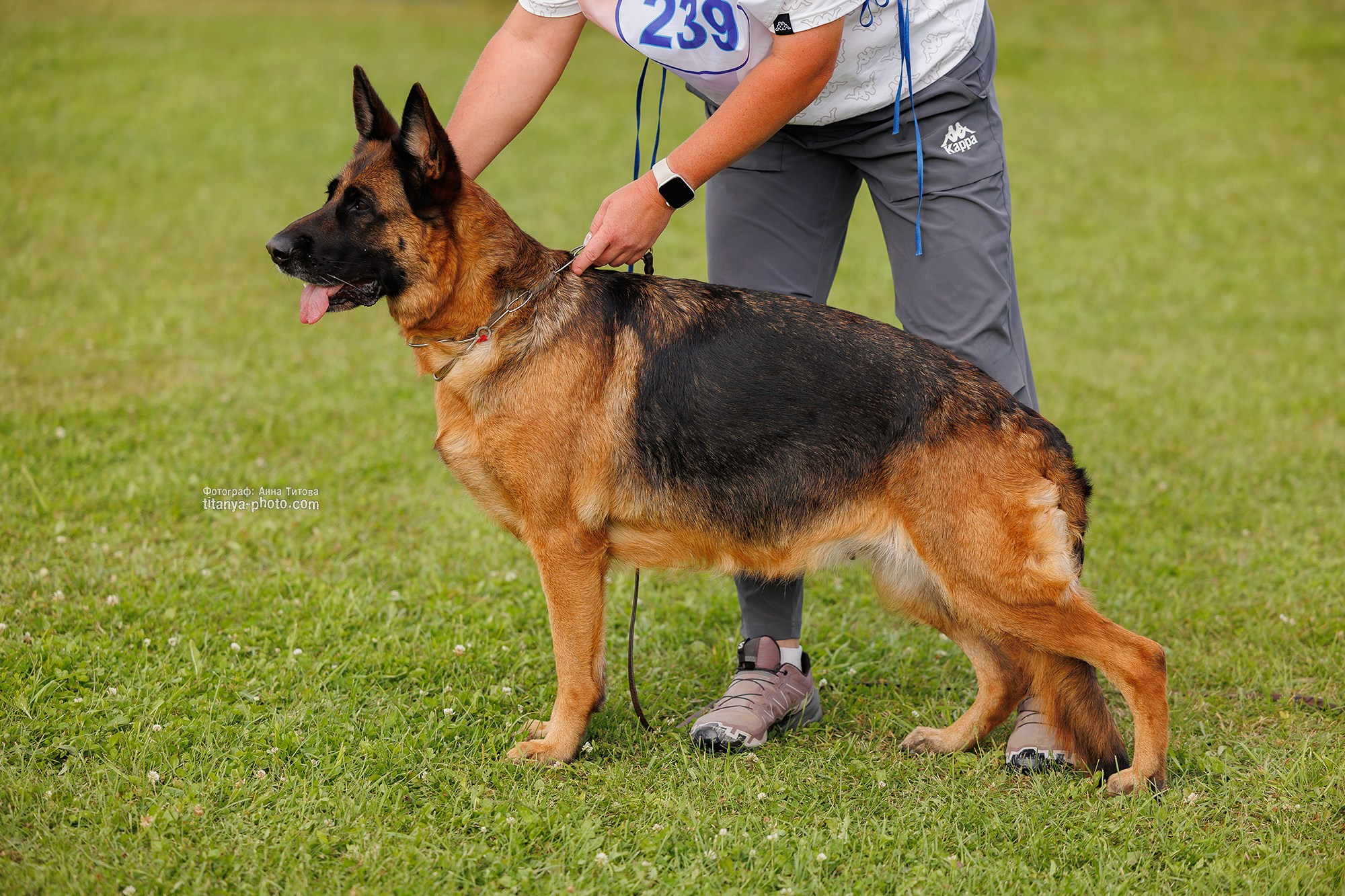 Немецкие овчарки: фото из рингов и вне ринга, мутпроба (фотографии с выставок). Фотограф собак, фотограф-анималист Аня Титова (Titanya). Москва