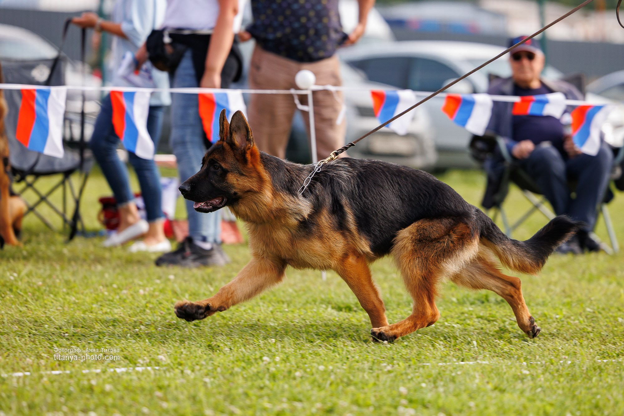 Немецкие овчарки: фото из рингов и вне ринга, мутпроба (фотографии с выставок). Фотограф собак, фотограф-анималист Аня Титова (Titanya). Москва