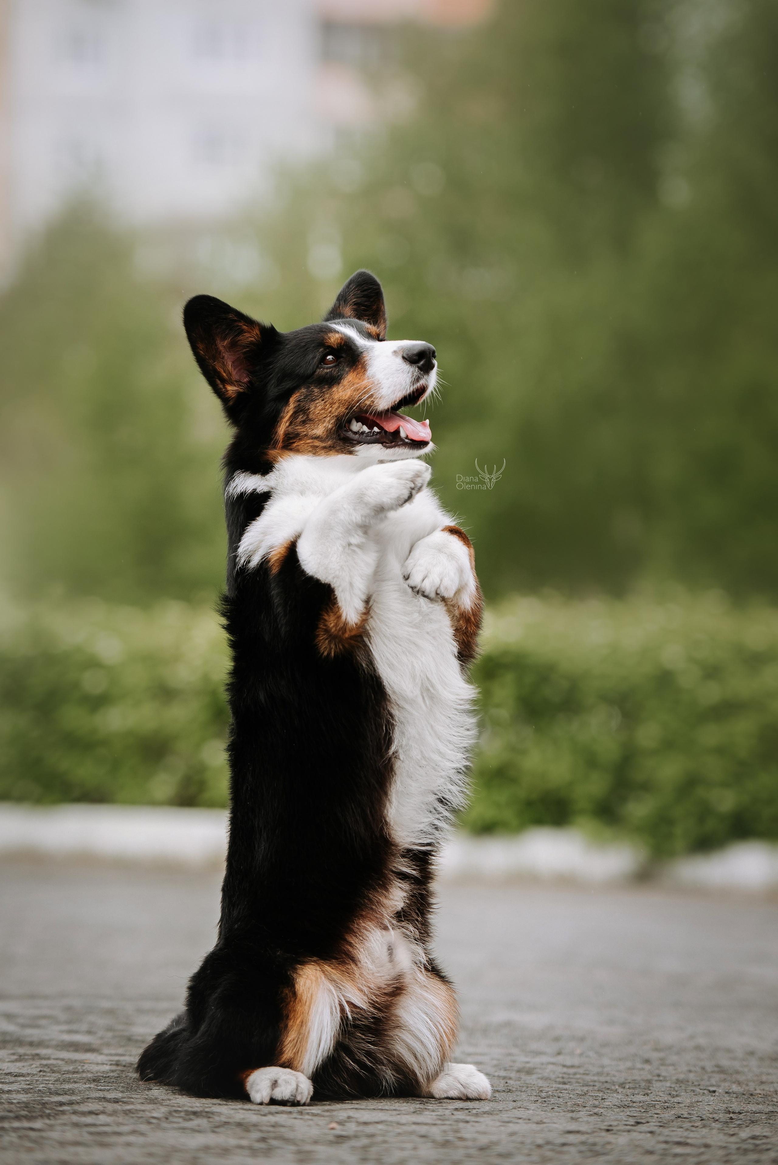 Собаки уличные. Фотограф Диана Оленина Красноярск / Братск