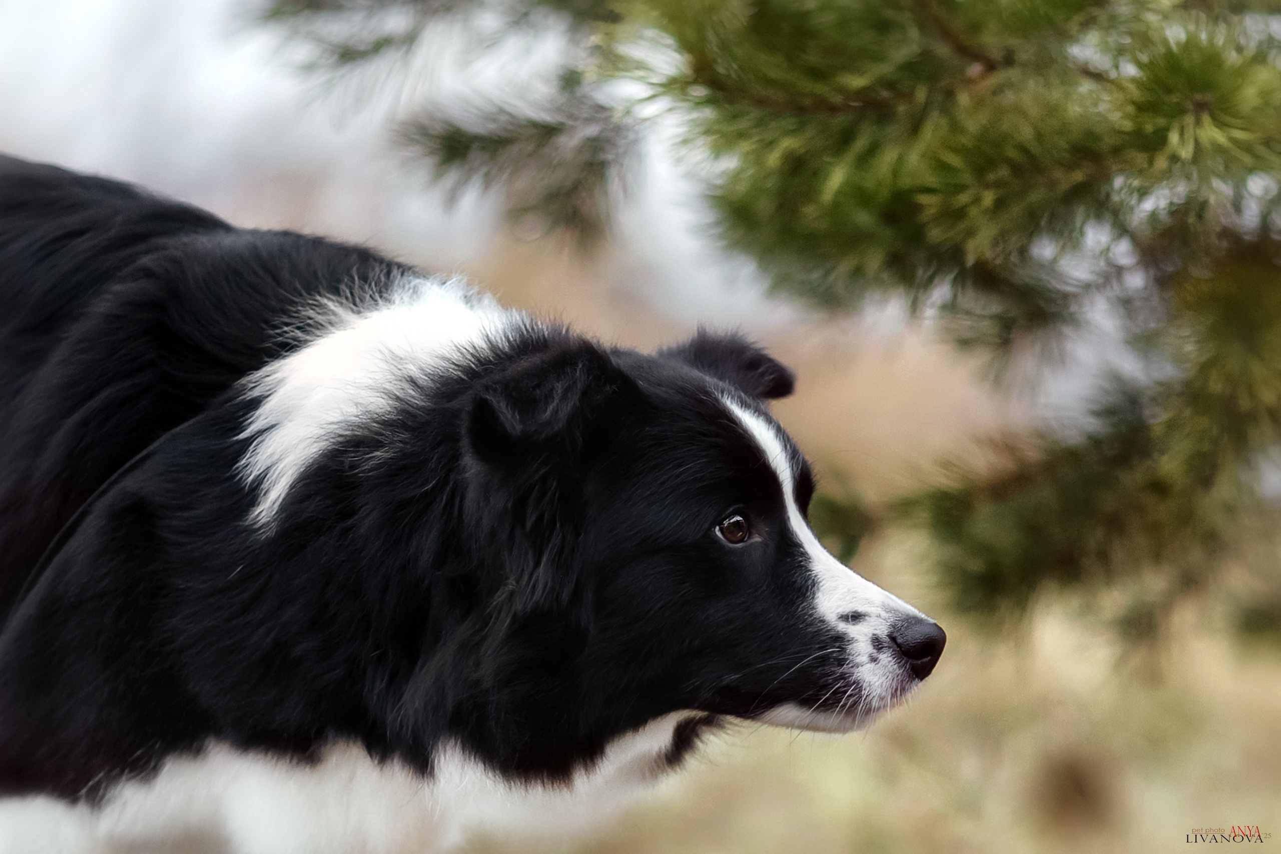Майли. Фотограф анималист Аня Ливанова | Рыбинск