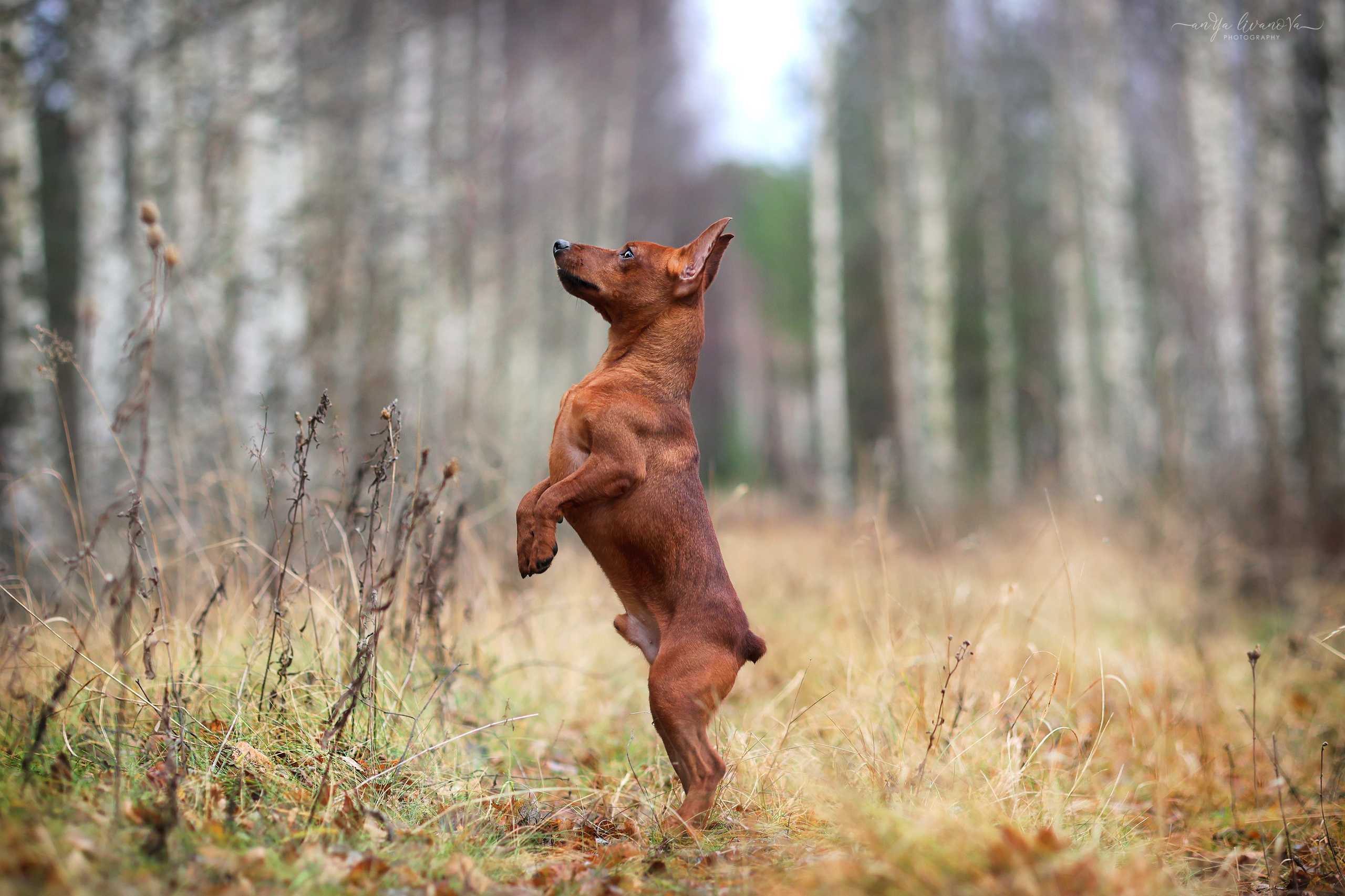 Пашка. Фотограф анималист Аня Ливанова | Рыбинск