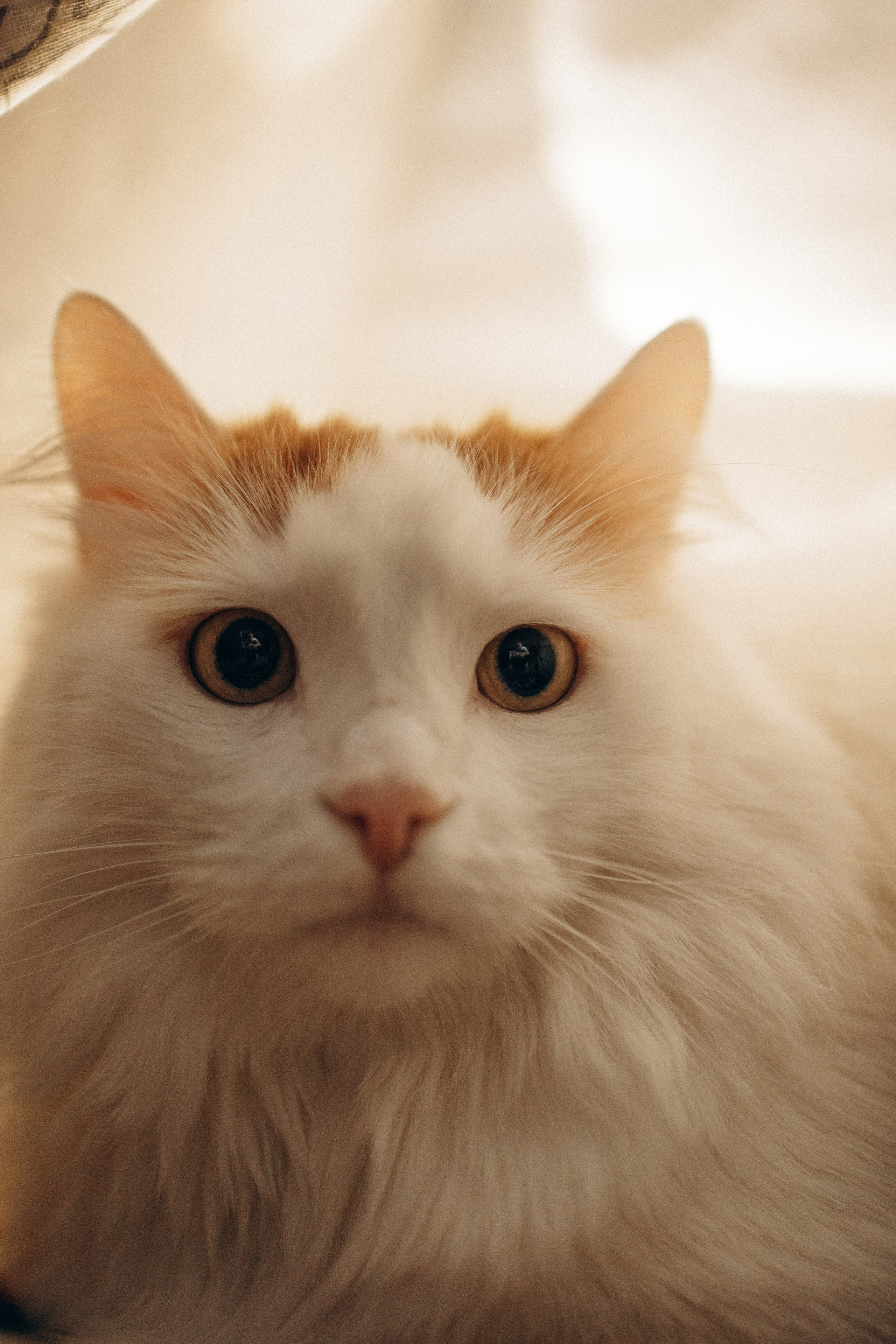 Маша и ее семья. Фотораф — анималист Мария Шистка