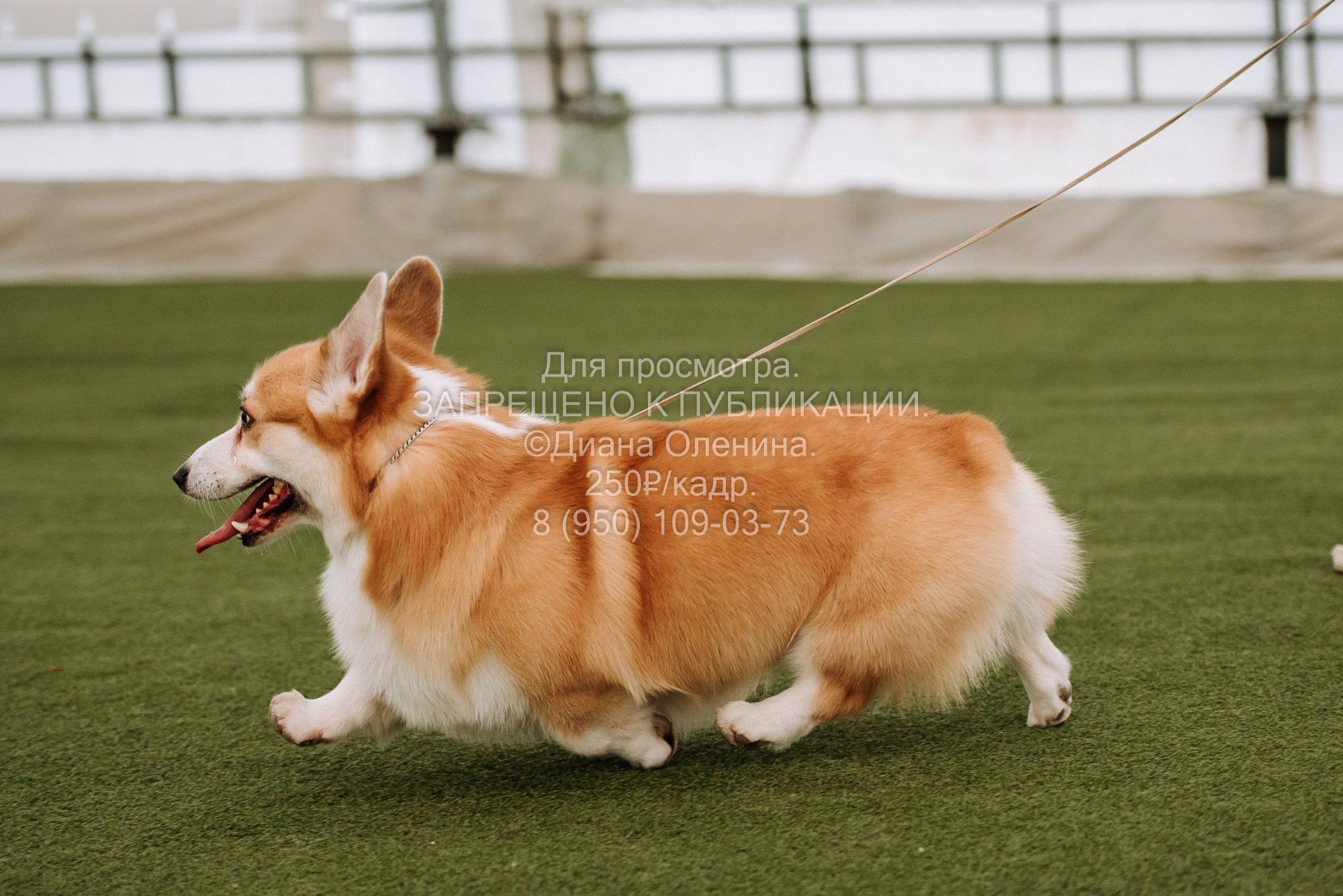 Выставка собак Красноярск 2.06. Фотограф Диана Оленина Красноярск / Братск