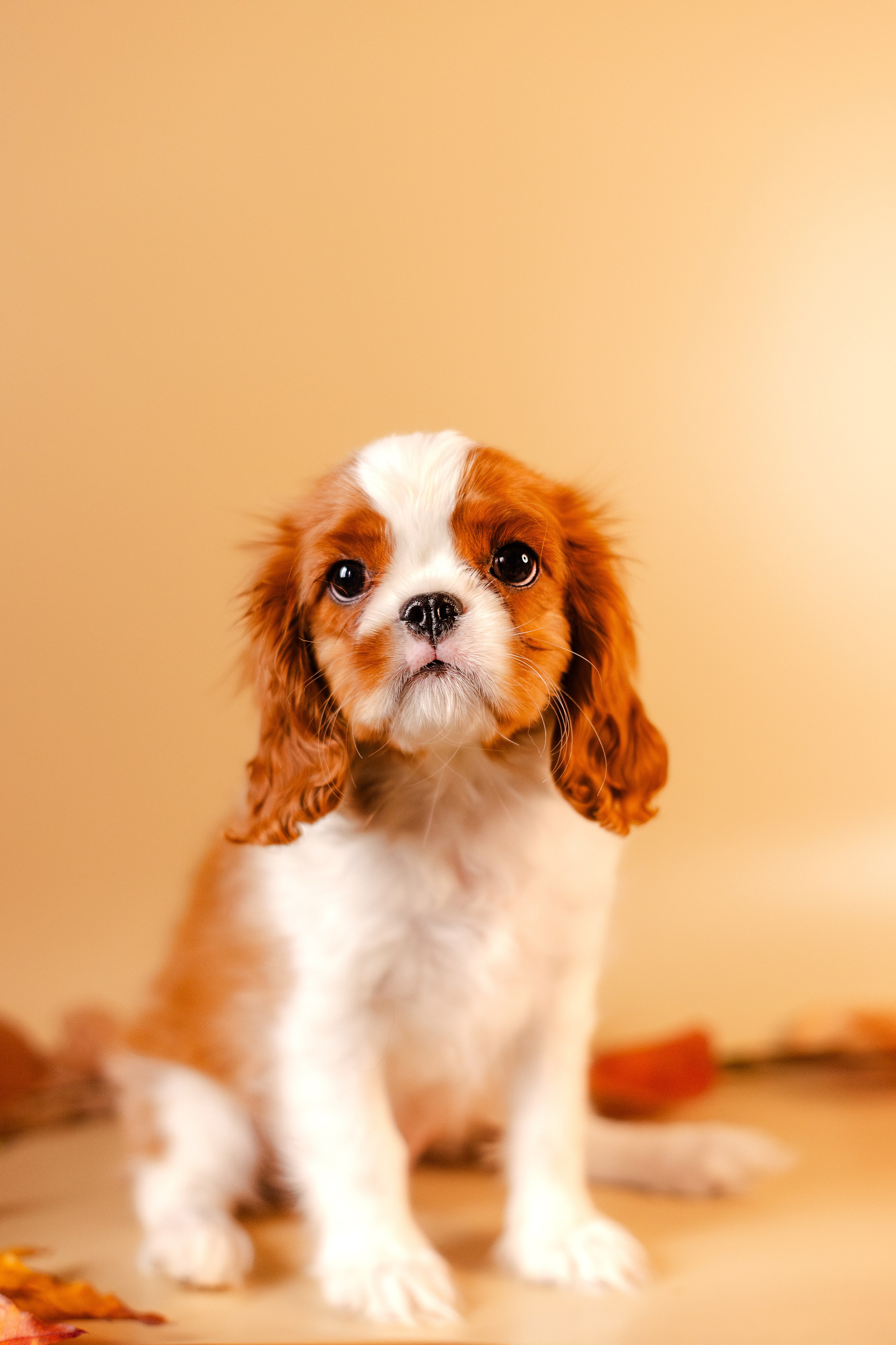 Жанна и кавалеры. Фотограф-анималист Мария Баркевич | Москва