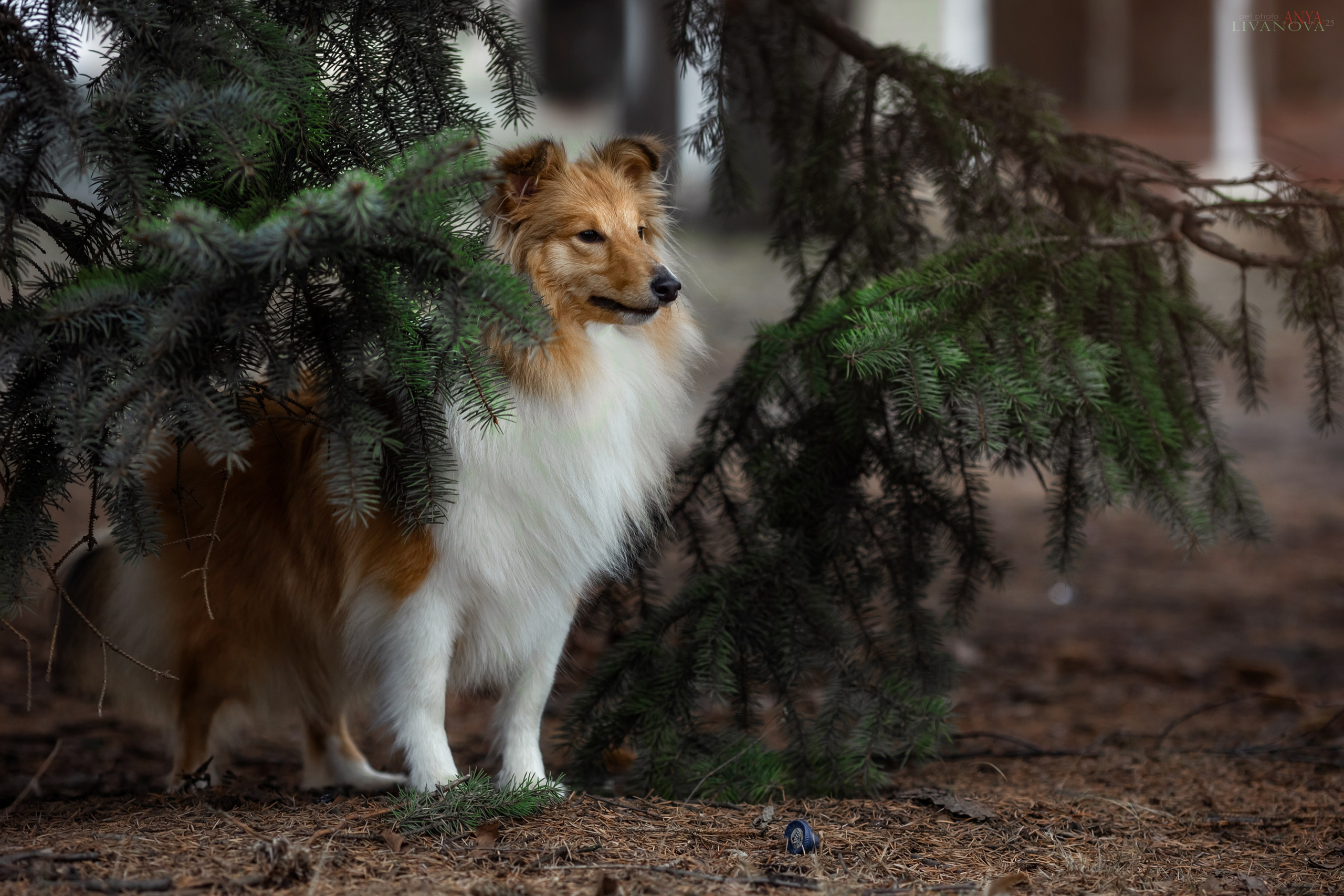 Ника. Фотограф анималист Аня Ливанова | Рыбинск