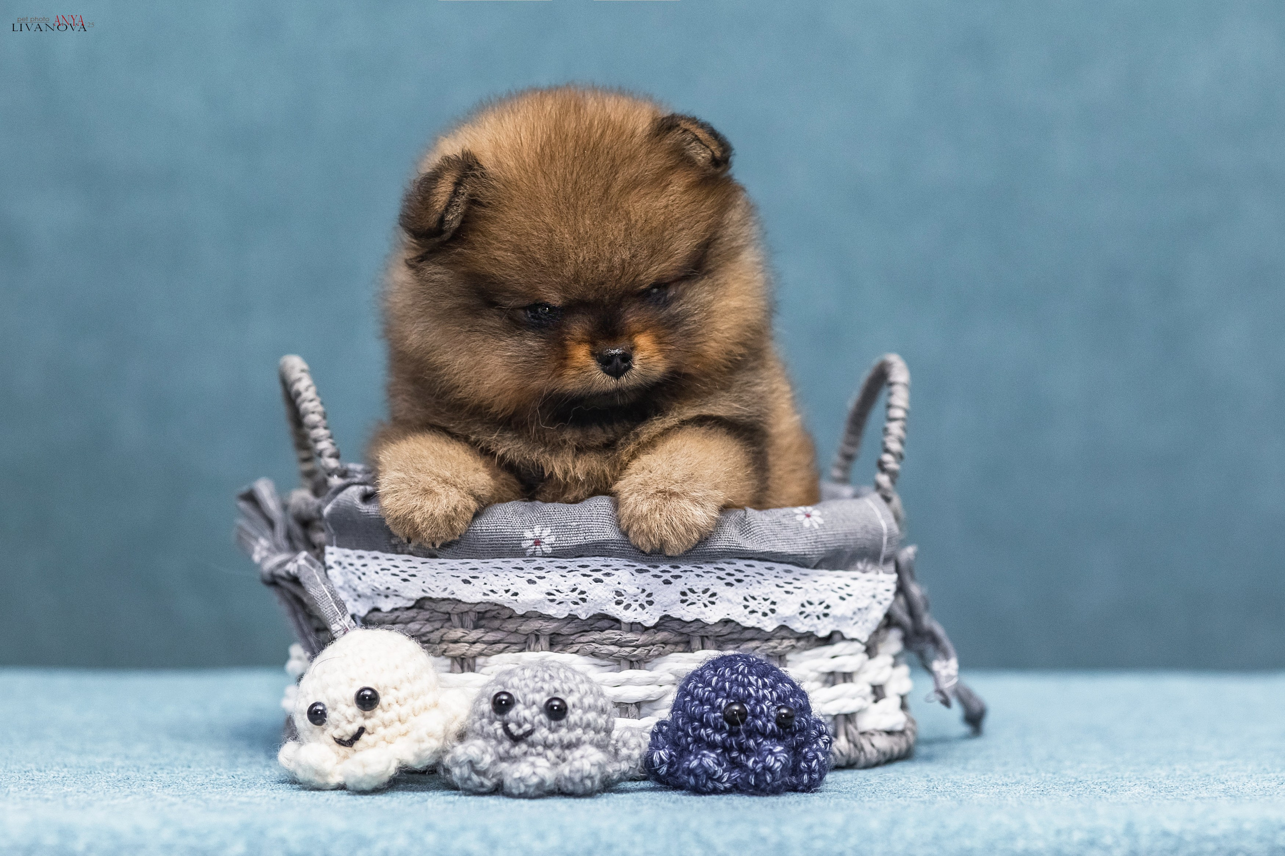 Шпицы. Фотограф анималист Аня Ливанова | Рыбинск